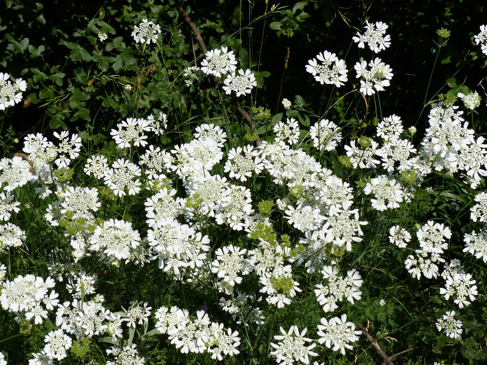 White Lace Flower (Orlaya Grandiflora) — low-fuss addition to any garden space; airy texture to the landscape