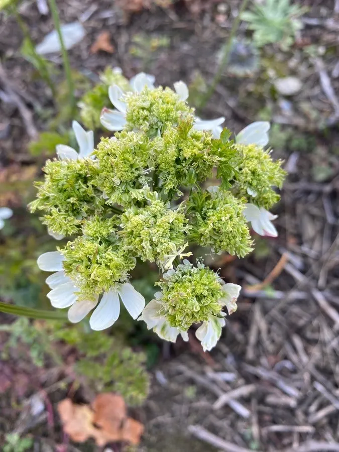 White Lace Flower (Orlaya Grandiflora) — Typically reaching 18-24 inches in height and 12-18 inches in spread