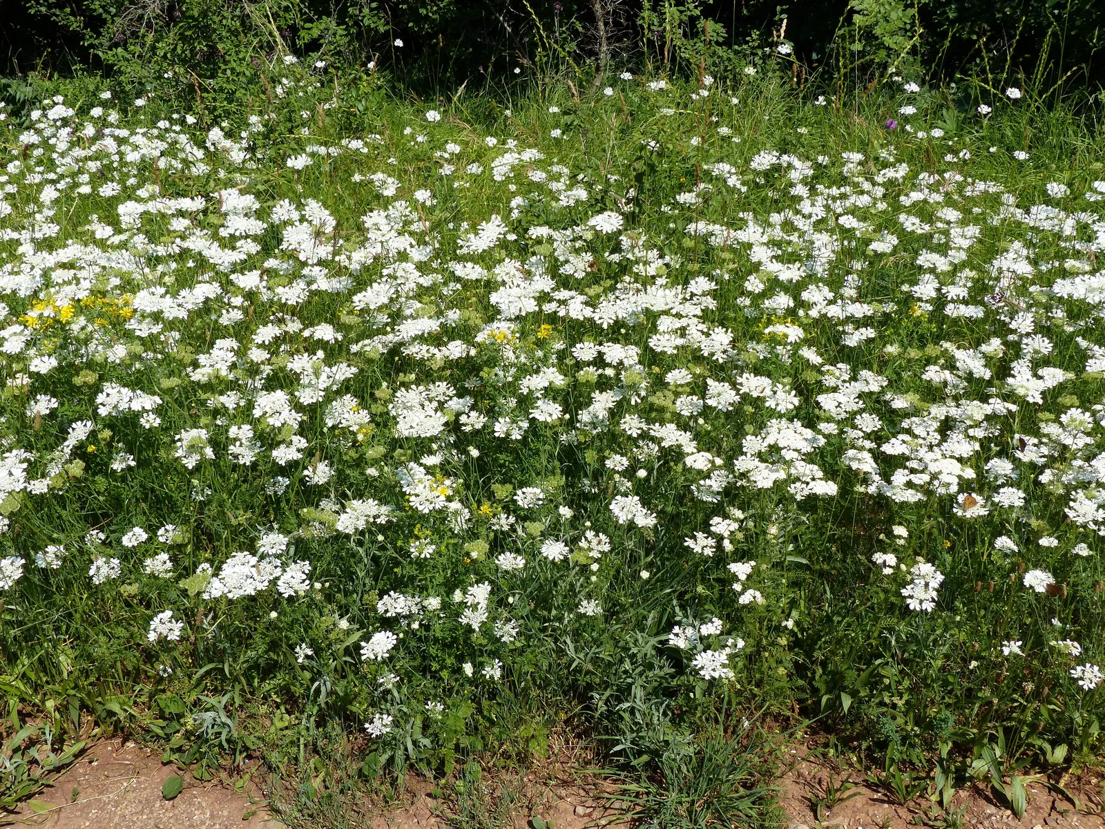 White Lace Flower (Orlaya Grandiflora) — hailing from the Apiaceae family; annual for full or half, image 69