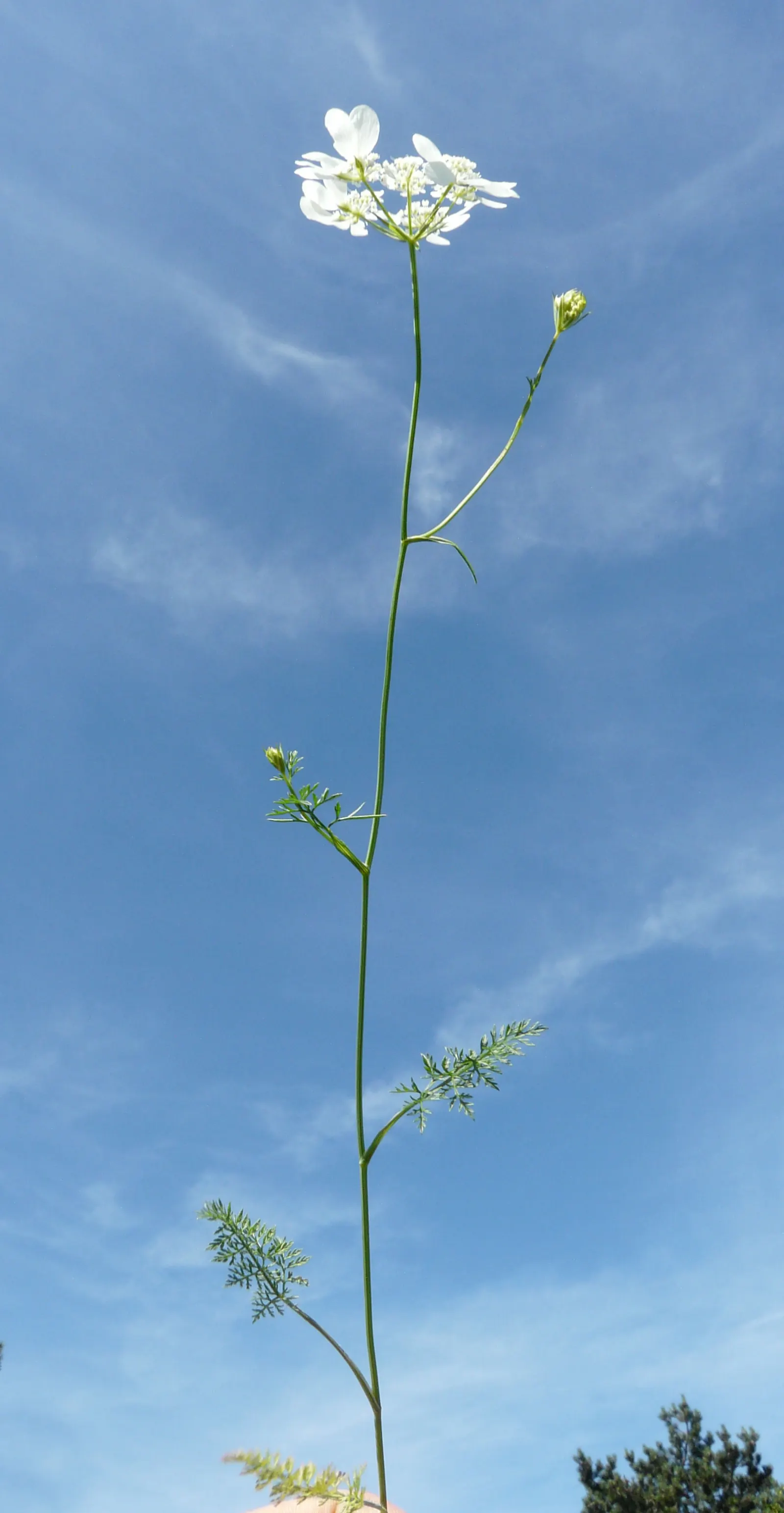White Lace Flower (Orlaya Grandiflora) — it's important to note that Orlaya grandiflora performs best in regions with milder summers; this plant is