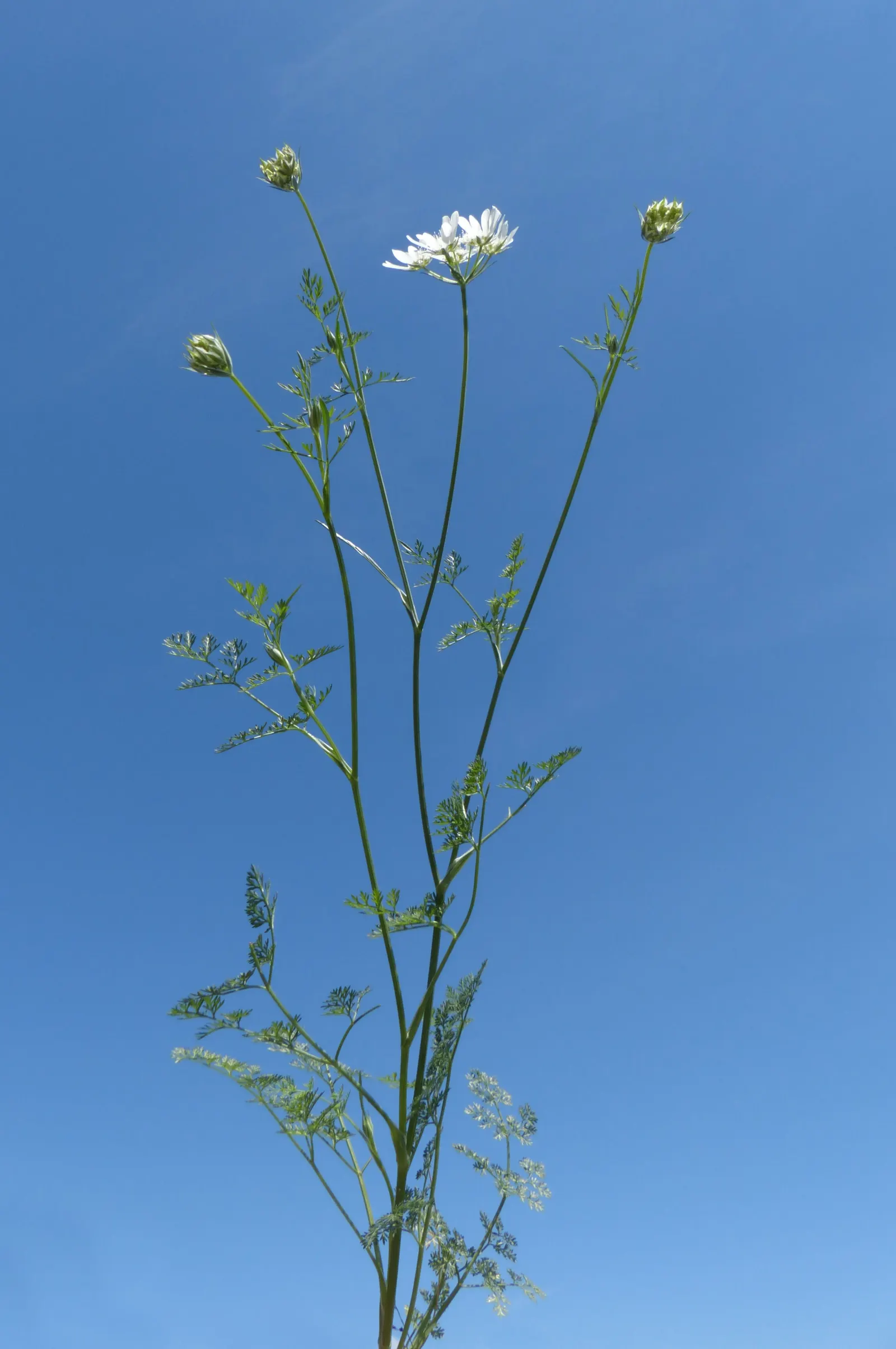 White Lace Flower (Orlaya Grandiflora) — and although tolerant of various soil types