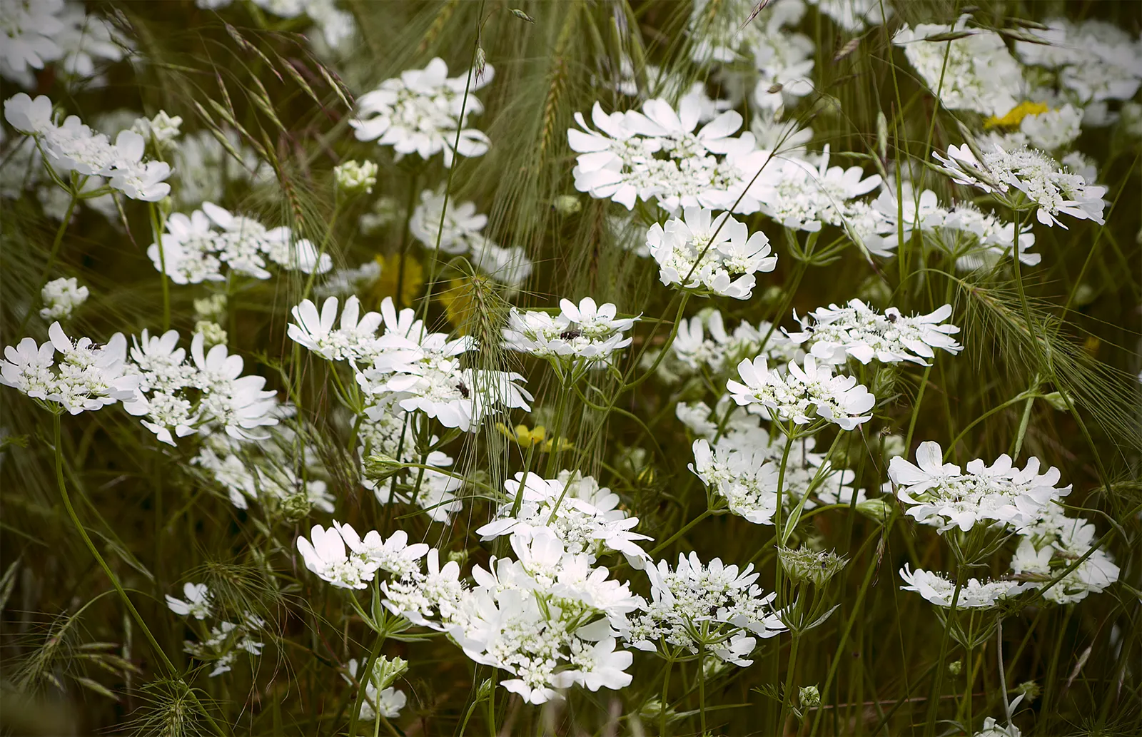 White Lace Flower (Orlaya Grandiflora) — branching stems that typically reach a height of 18 to 24 inches; it blooms in late spring to summer, image 74