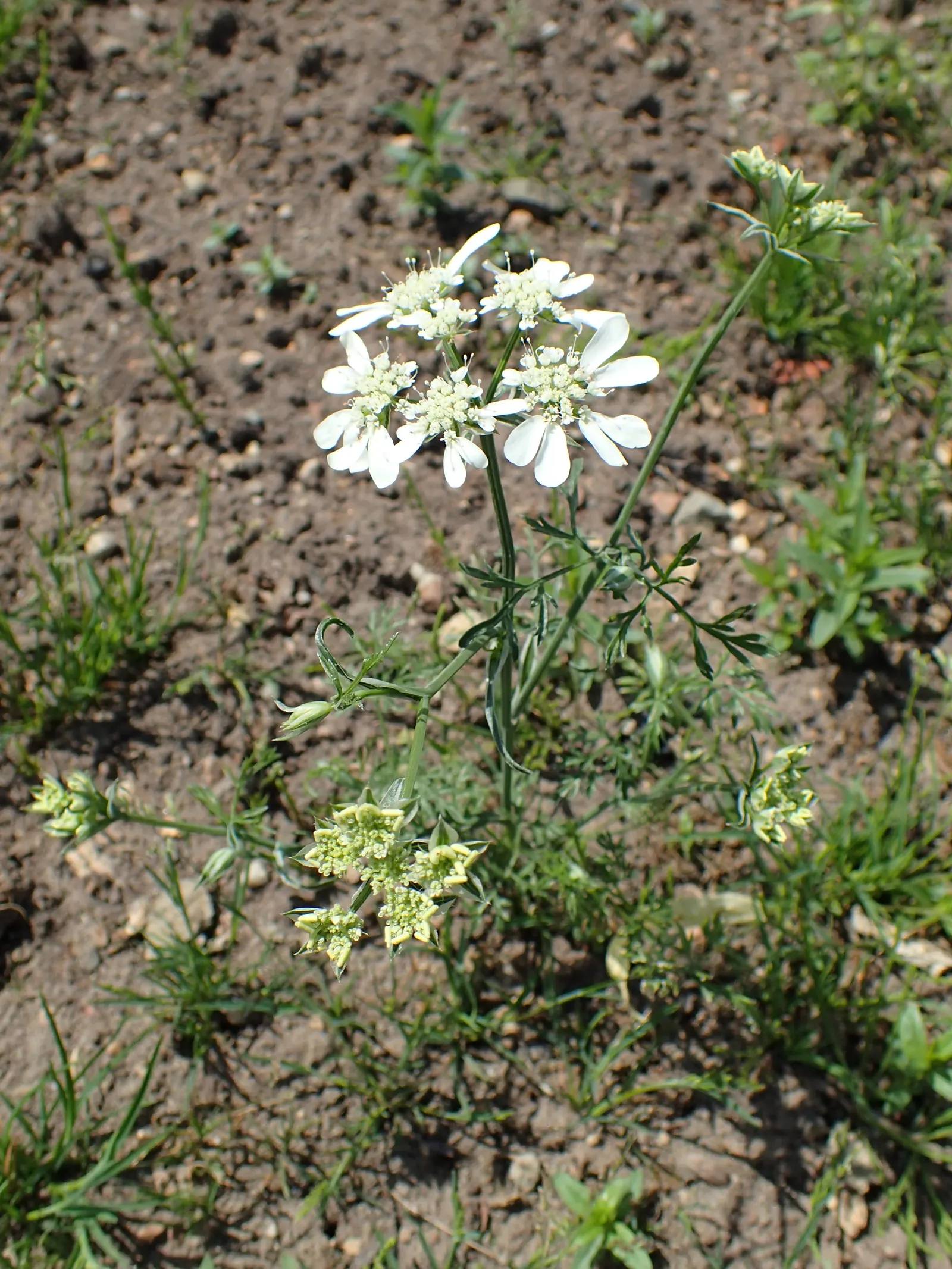 White Lace Flower (Orlaya Grandiflora) — commonly referred to as the White Lace Flower