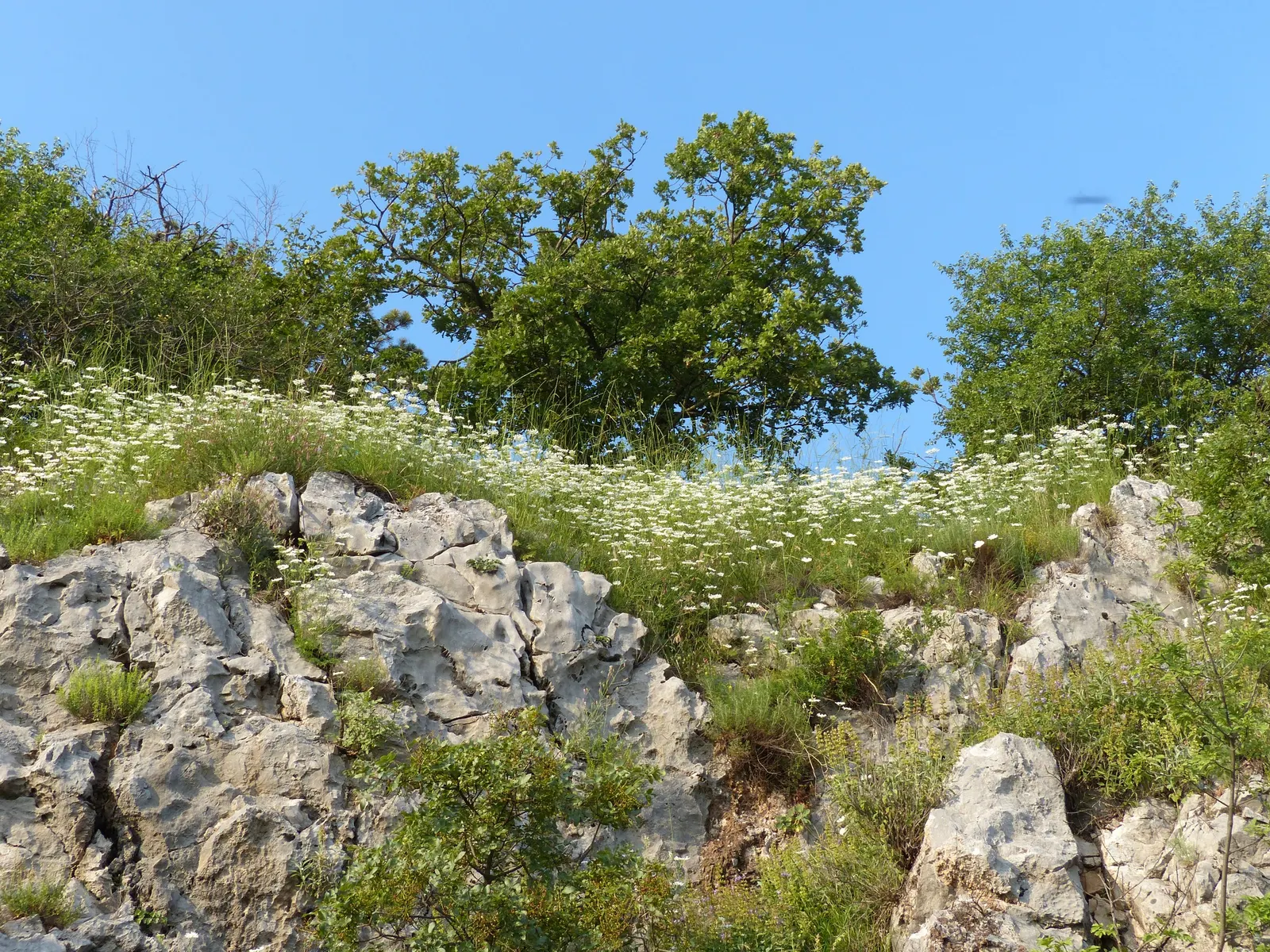 White Lace Flower (Orlaya Grandiflora) — is a charming umbellifer with broad clusters of white lacy blooms