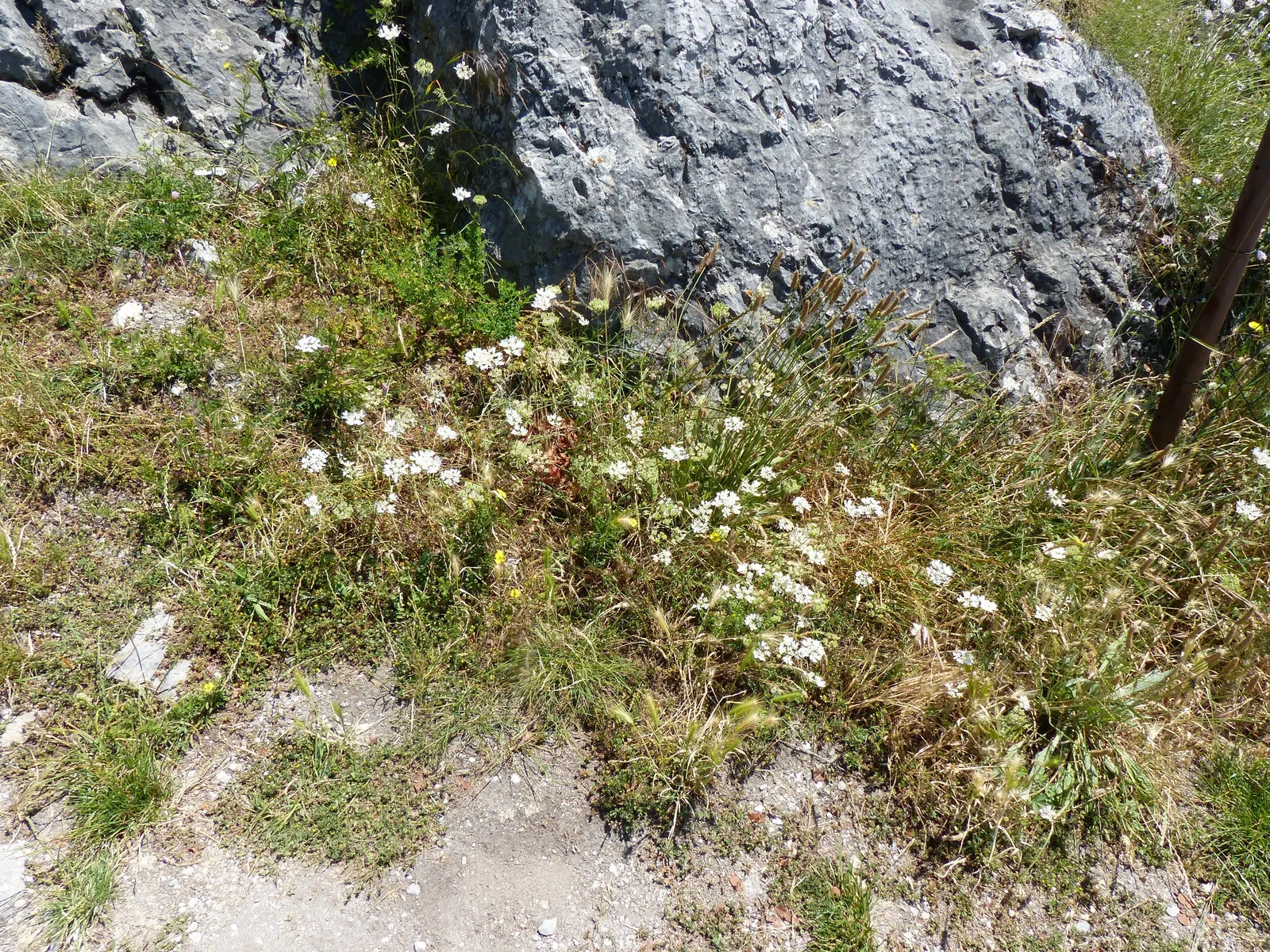 White Lace Flower (Orlaya Grandiflora) — lacey flowers which burst forth in the late spring to early summer months; the White Lace Flower exhibits, image 72