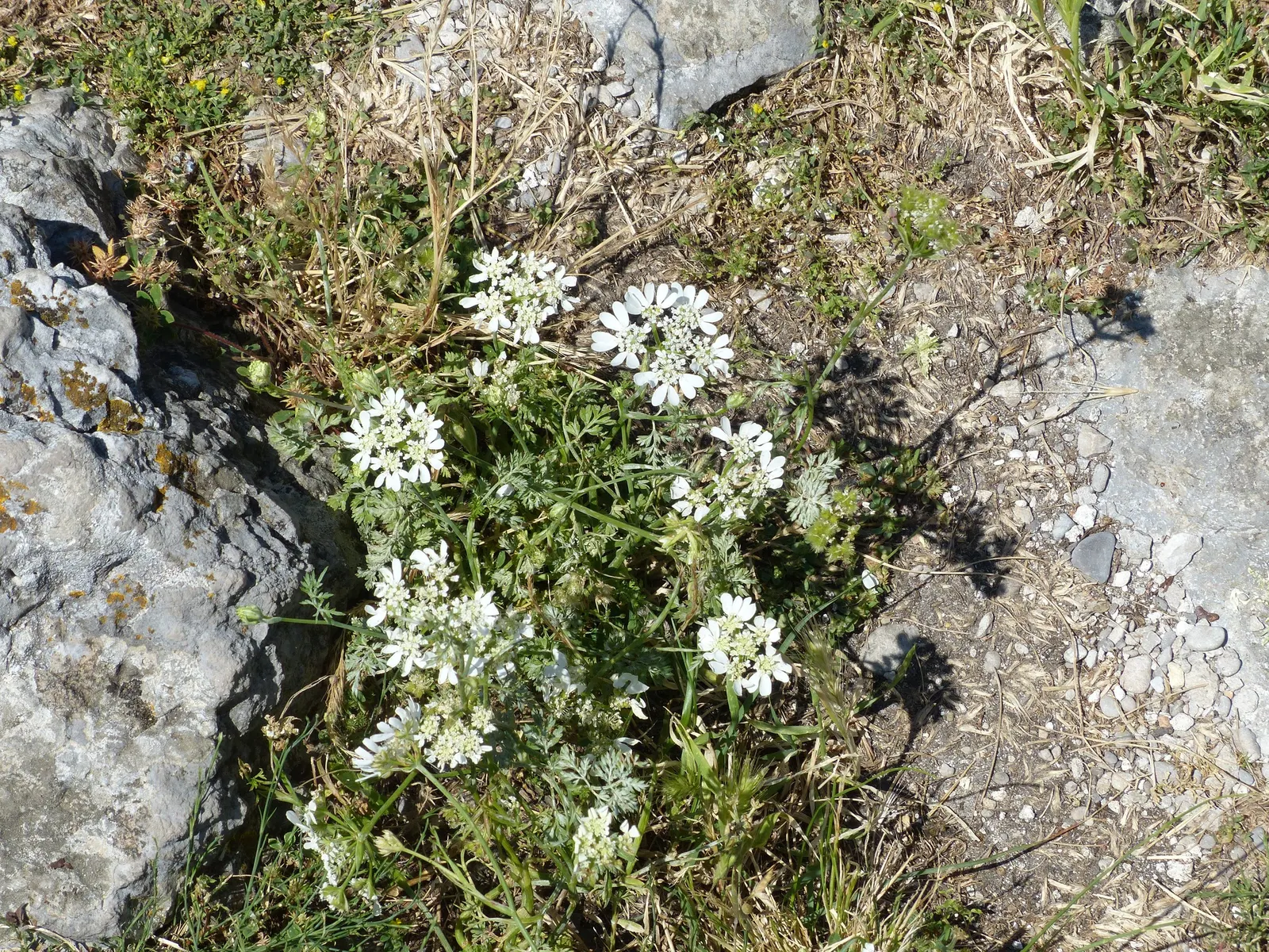 White Lace Flower (Orlaya Grandiflora) — it makes an excellent filler in garden borders and cut flower arrangements; it exhibits a preference for, image 63