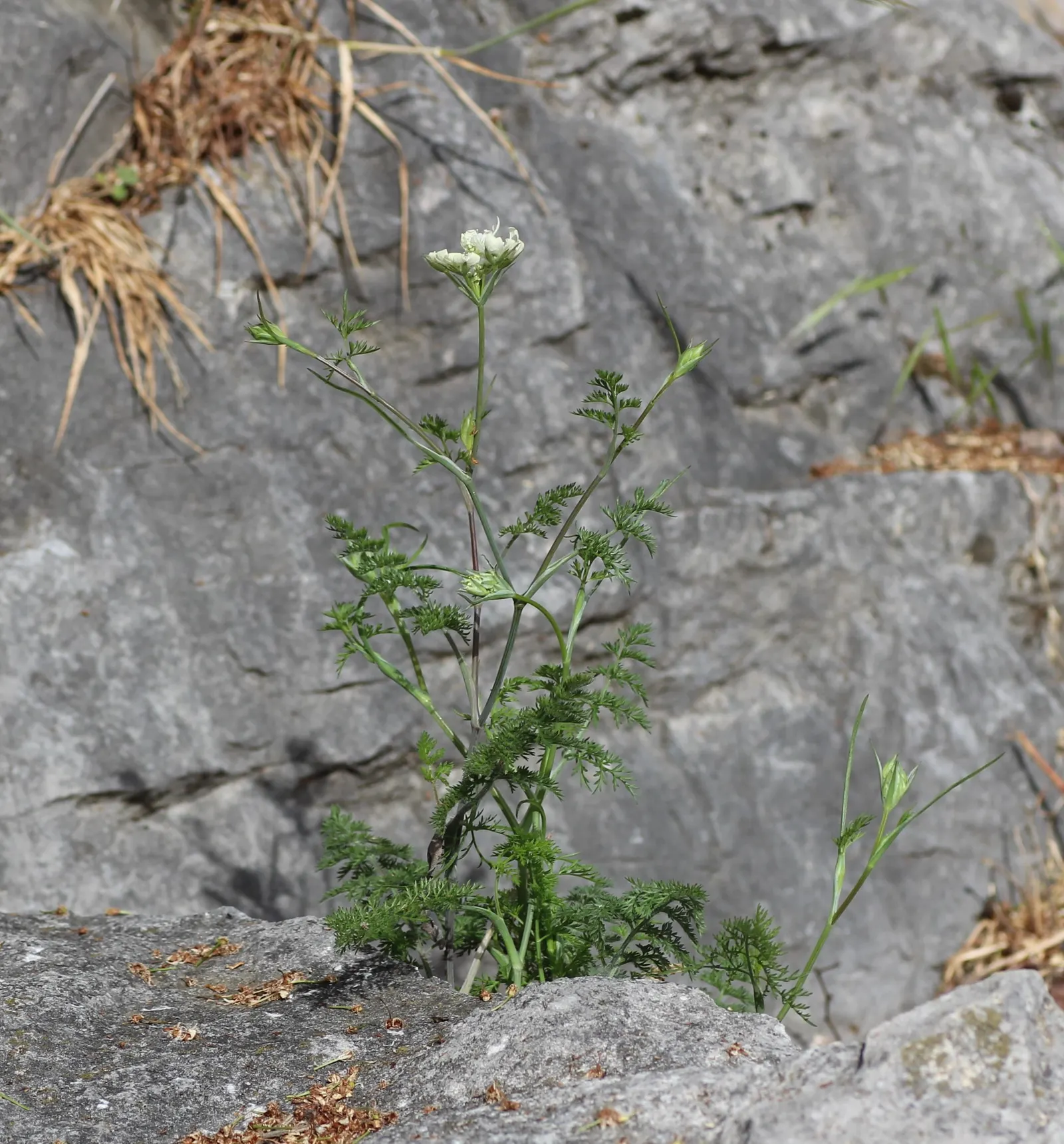 White Lace Flower (Orlaya Grandiflora) — branching stems that typically reach a height of 18 to 24 inches; it blooms in late spring to summer