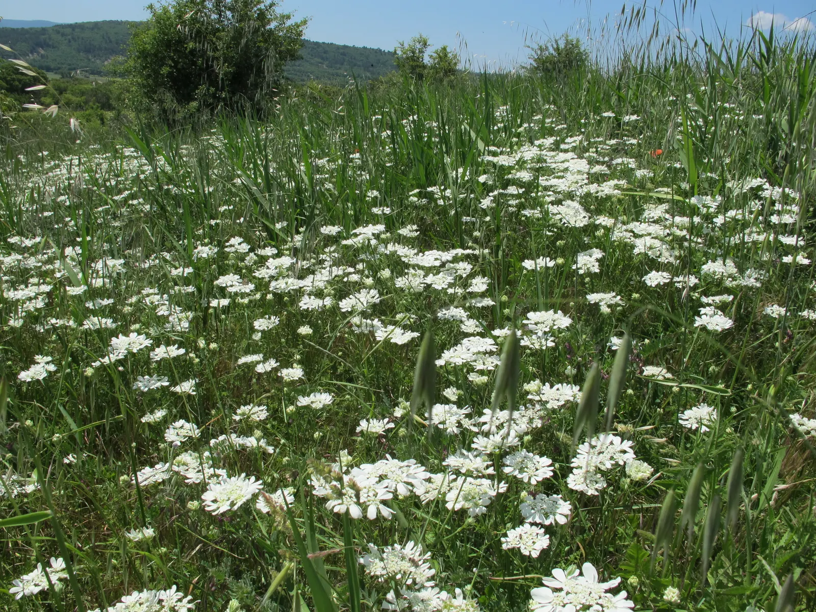 White Lace Flower (Orlaya Grandiflora) — Each umbel masterfully spans 2 to 3 inches across