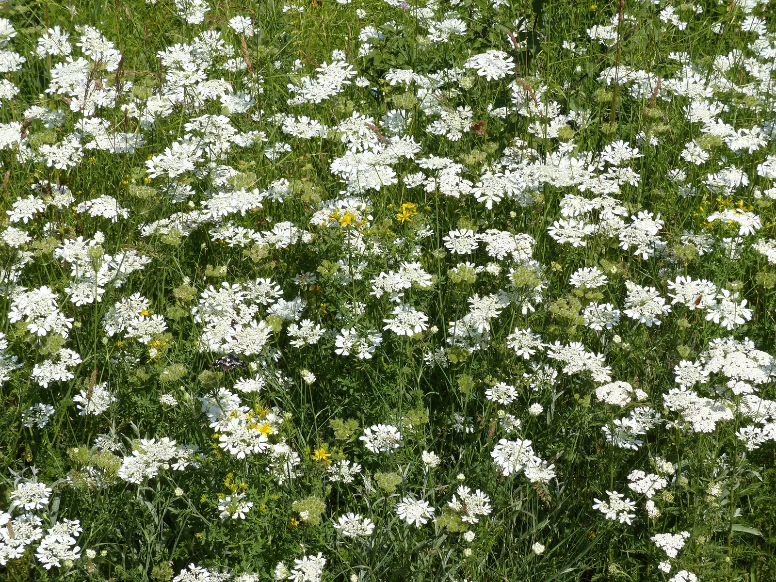 White Lace Flower (Orlaya Grandiflora) — incorporating Orlaya grandiflora provides both an aesthetic appeal and ecological benefit; is an elegant and