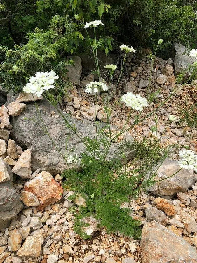 White Lace Flower (Orlaya Grandiflora) — fern-like foliage and striking umbels of pure white; branching stems that typically reach a height of 18 to 24 inches