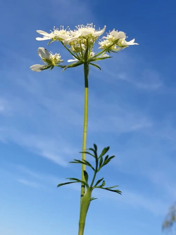 White Lace Flower (Orlaya Grandiflora) — it's important to note that Orlaya grandiflora performs best in regions with milder summers