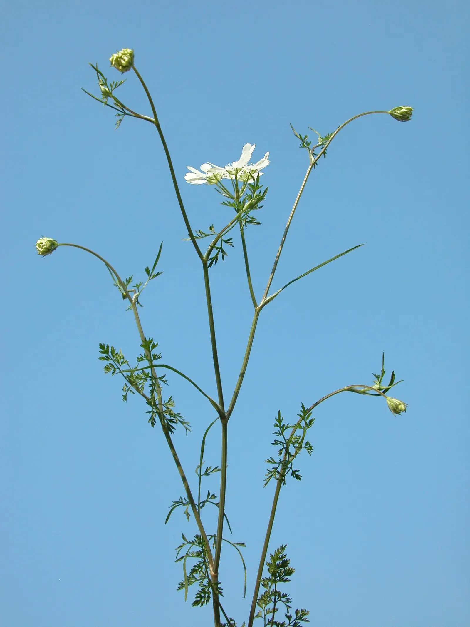 White Lace Flower (Orlaya Grandiflora) — annual with white blooms; but it's also known for its affinity to attract beneficial pollinators such as butterflies