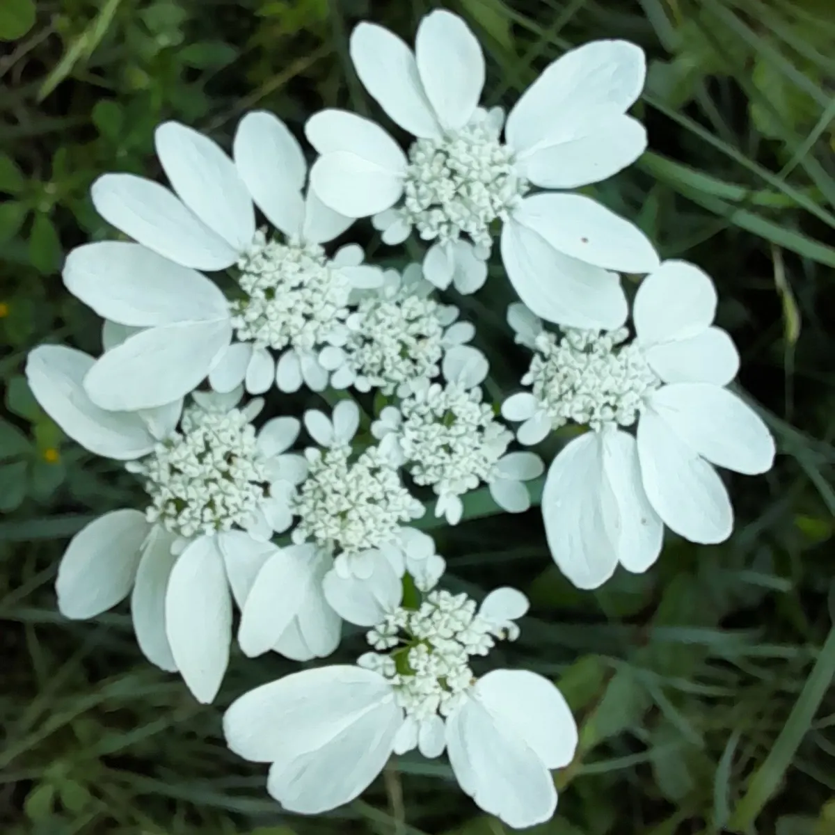 White Lace Flower (Orlaya Grandiflora) — airy texture to the landscape; hailing from the Apiaceae family, image 66