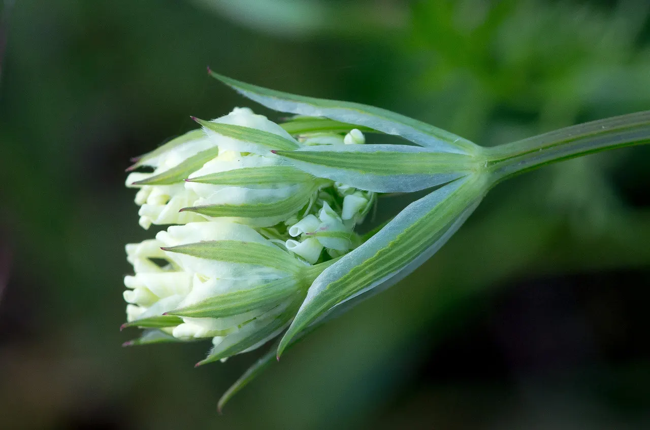 White Lace Flower (Orlaya Grandiflora) — it exhibits a preference for those that are fertile and humus-rich; it makes an excellent filler in garden borders and