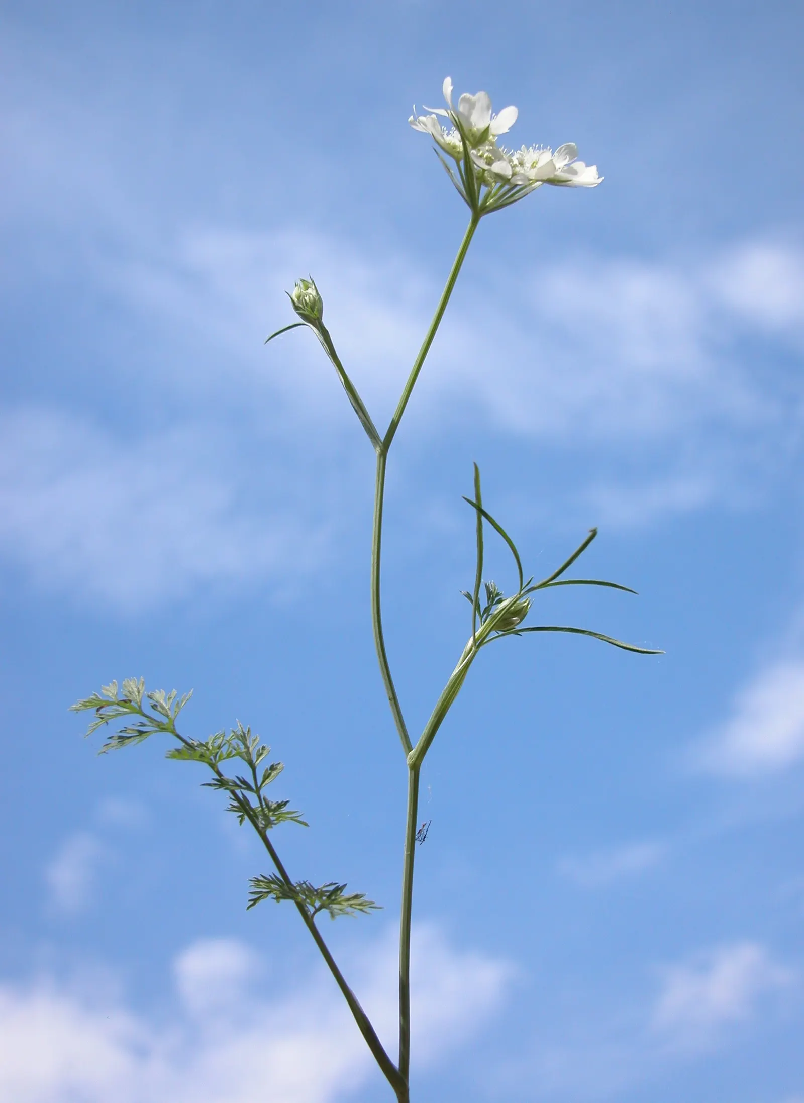 White Lace Flower (Orlaya Grandiflora) — but it's also known for its affinity to attract beneficial pollinators such as butterflies and bees; and although
