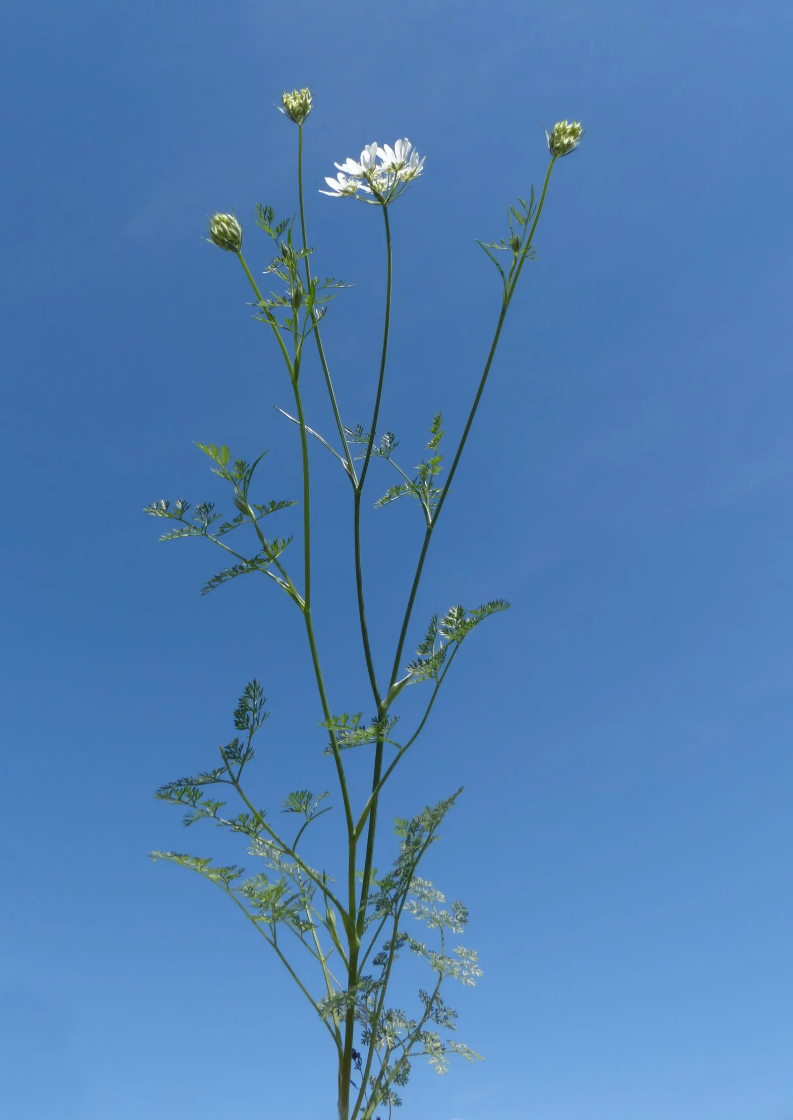White Lace Flower (Orlaya Grandiflora) — commonly referred to as the White Lace Flower; the White Lace Flower flourishes in well-drained soil