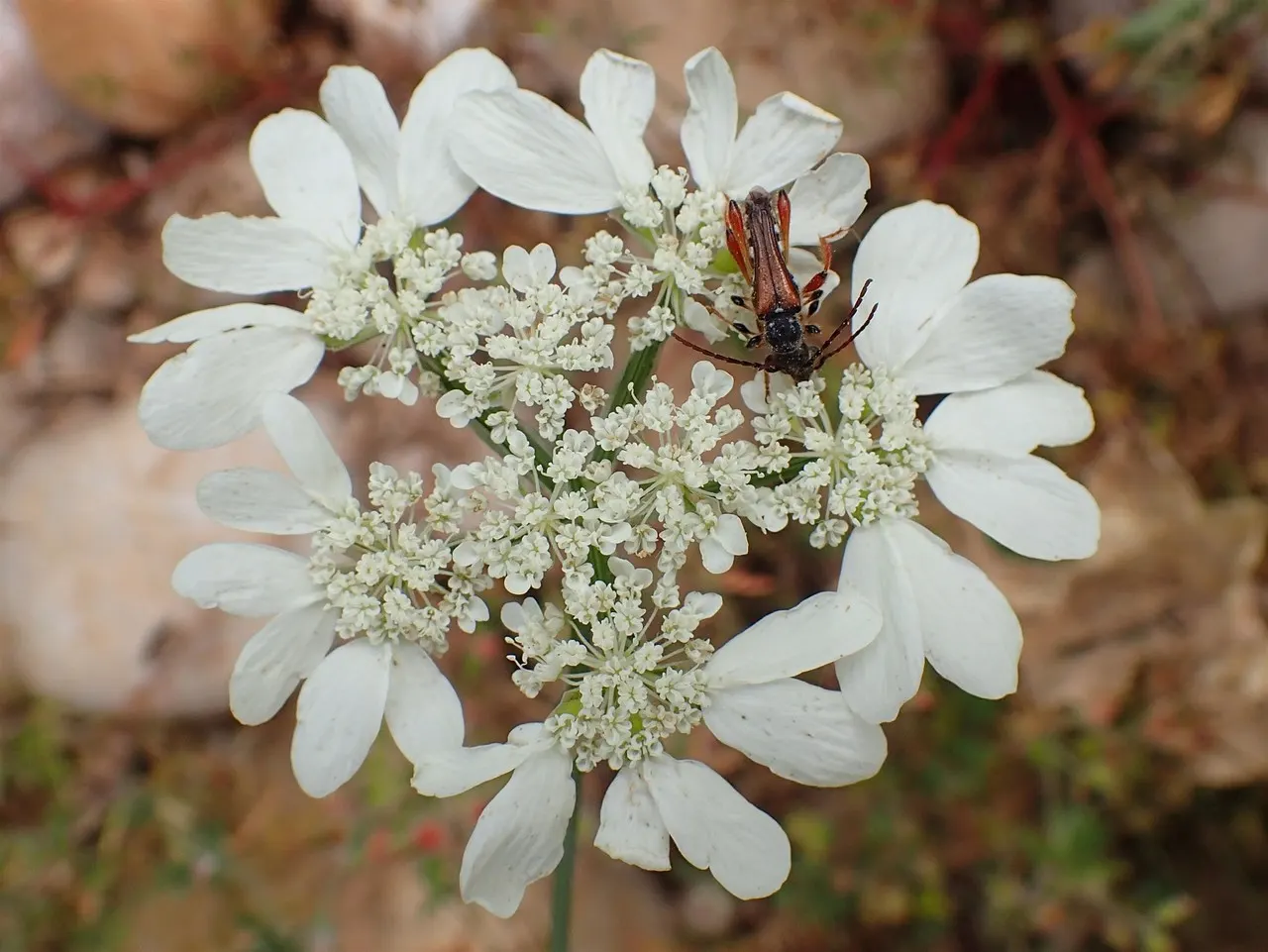 White Lace Flower (Orlaya Grandiflora) — Typically reaching 18-24 inches in height and 12-18 inches in spread; fern-like foliage and striking umbels of pure