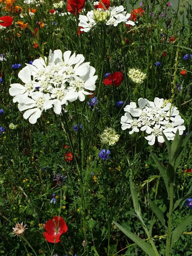 White Lace Flower (Orlaya Grandiflora) — is an elegant and captivating annual