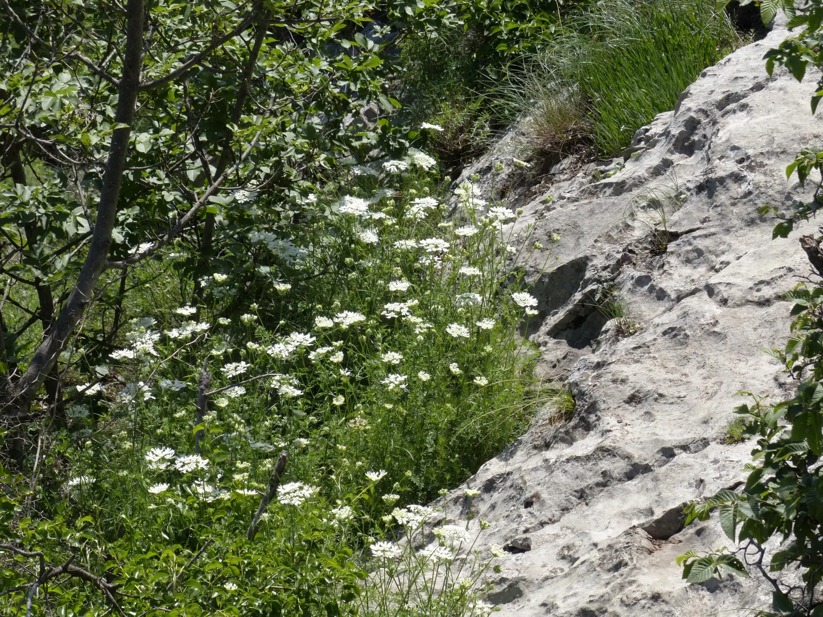 White Lace Flower (Orlaya Grandiflora) — This plant is characterized by its deeply cut; commonly referred to as the White Lace Flower, image 70