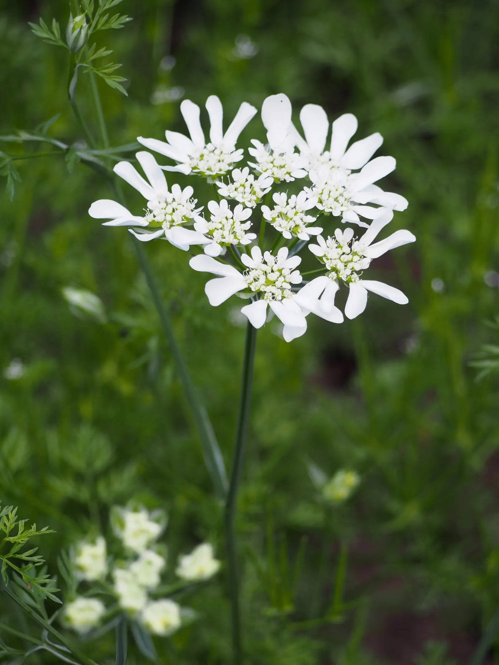 White Lace Flower (Orlaya Grandiflora) — making it a coveted choice for cut flower arrangements.<br><br>For gardeners and landscape designers; is a charming