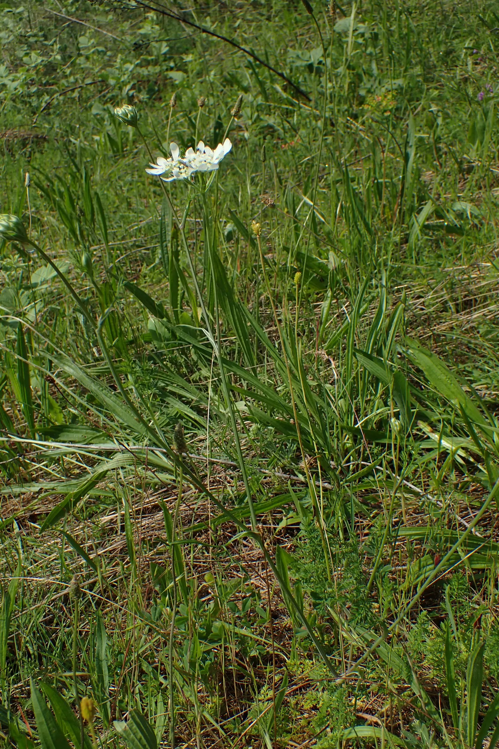 White Lace Flower (Orlaya Grandiflora) — enhancing the tapestry of the garden with its charming