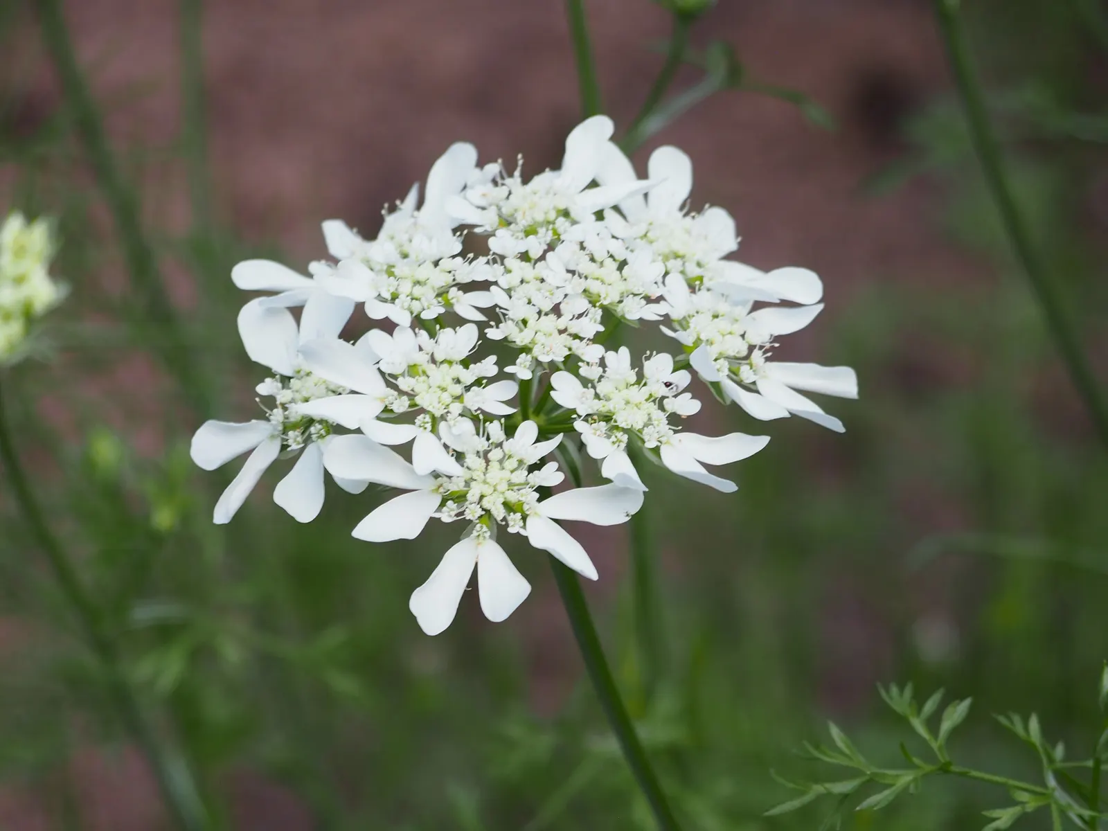 White Lace Flower (Orlaya Grandiflora) — Each umbel masterfully spans 2 to 3 inches across; white flowers in the garden