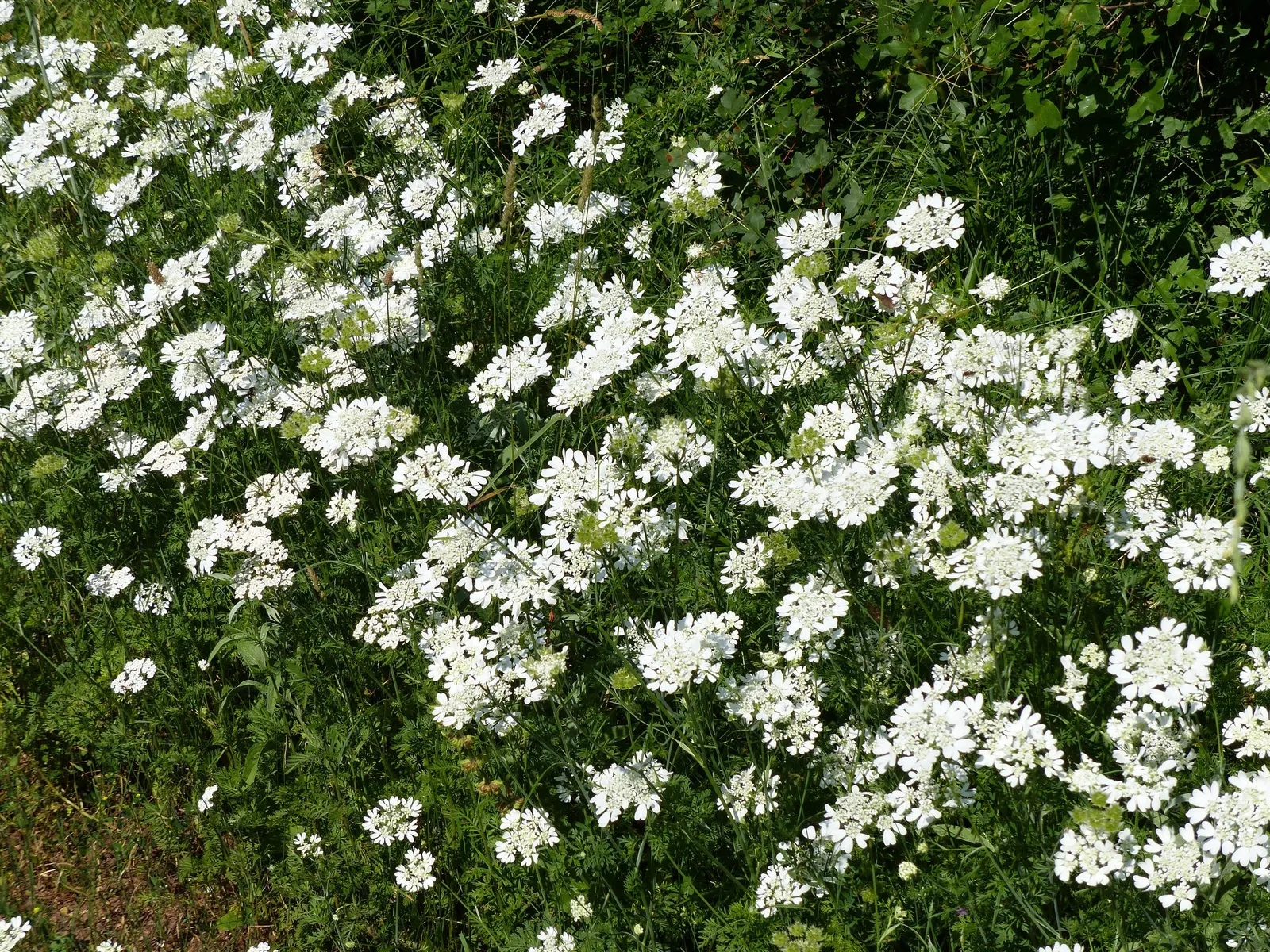 White Lace Flower (Orlaya Grandiflora) — the White Lace Flower flourishes in well-drained soil; it's important to note that Orlaya grandiflora performs best in
