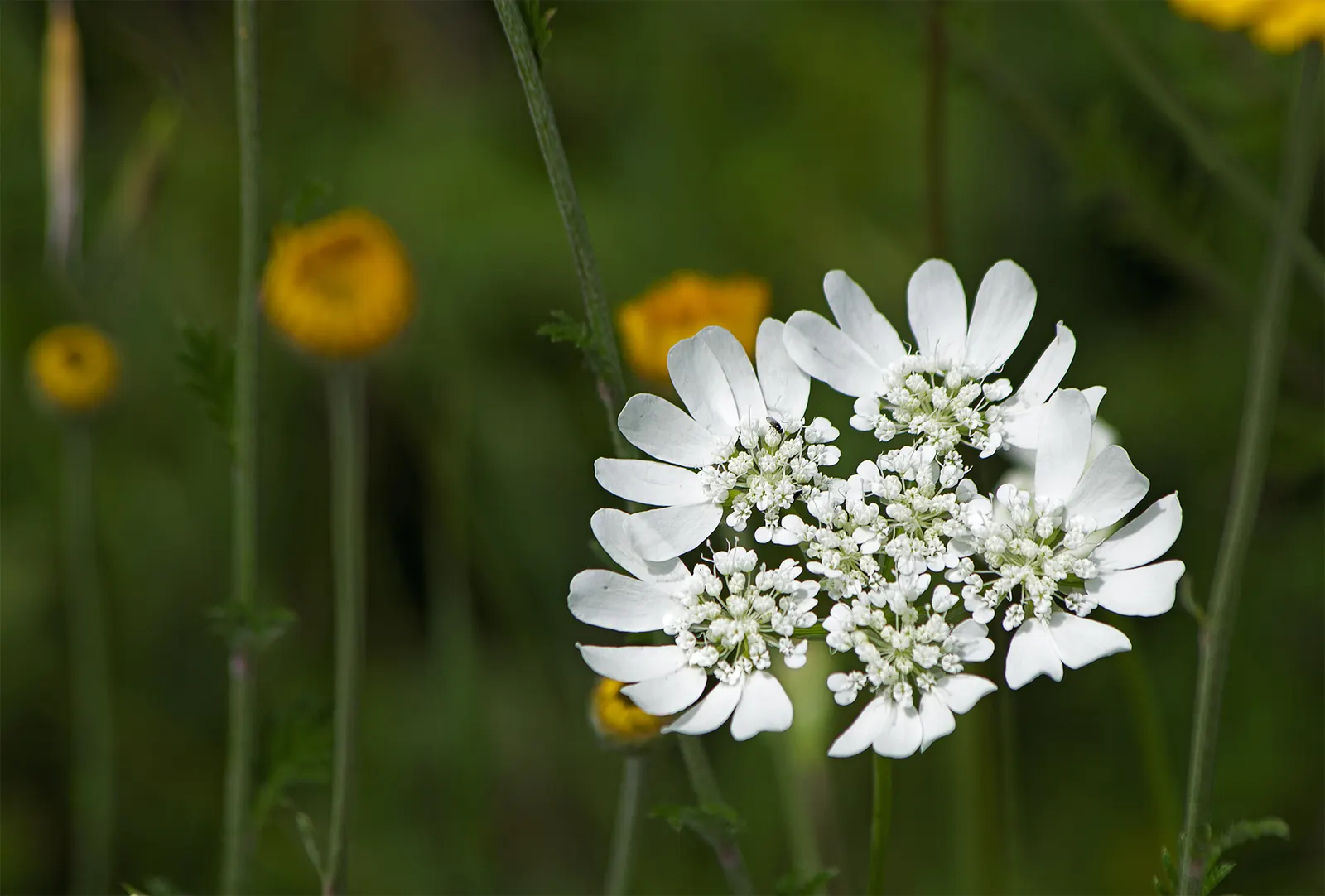 White Lace Flower (Orlaya Grandiflora) — hailing from the Apiaceae family