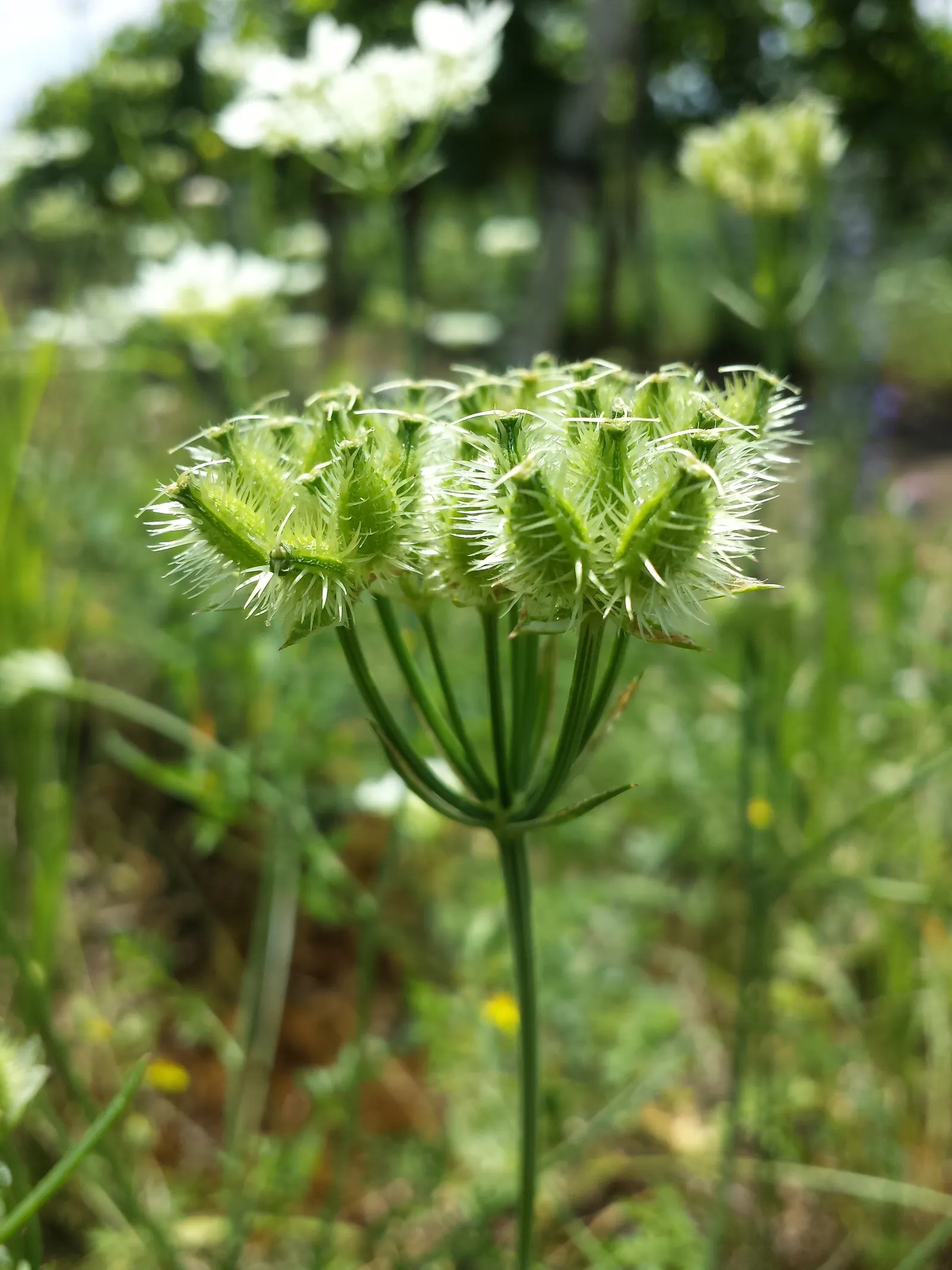 White Lace Flower (Orlaya Grandiflora) — commonly referred to as the White Lace Flower; the White Lace Flower flourishes in well-drained soil, image 67