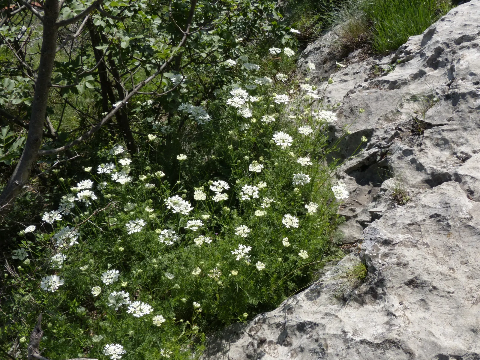 White Lace Flower (Orlaya Grandiflora) — fern-like foliage and striking umbels of pure white; branching stems that typically reach a height of 18, image 71