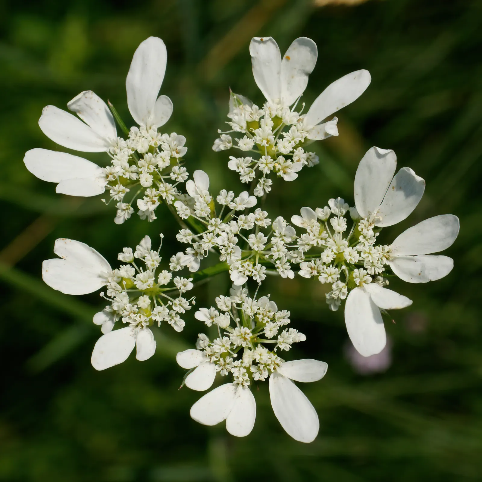 White Lace Flower (Orlaya Grandiflora) — lacey flowers which burst forth in the late spring to early summer months