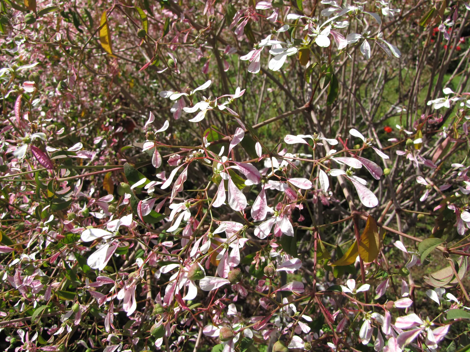 White Lace Flower (Orlaya Grandiflora) — white flowers in the garden