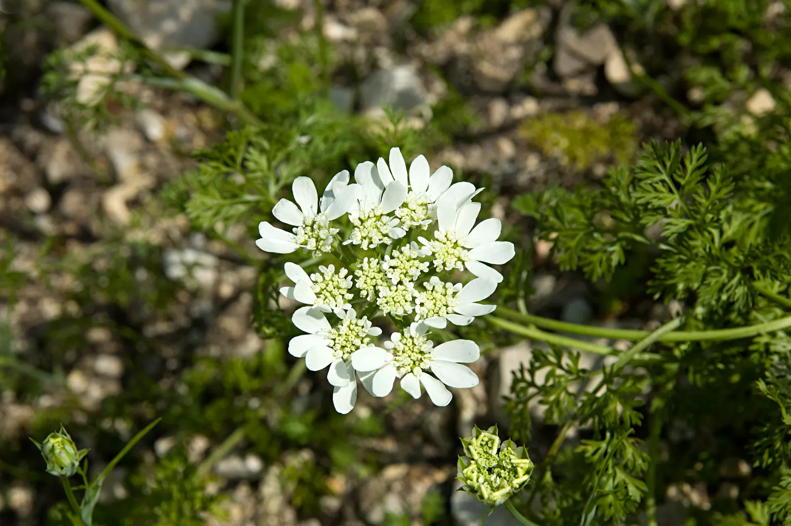 White Lace Flower (Orlaya Grandiflora) — It blooms in late spring to summer; typically reaching 18-24 inches in height and 12-18 inches in spread, image 65