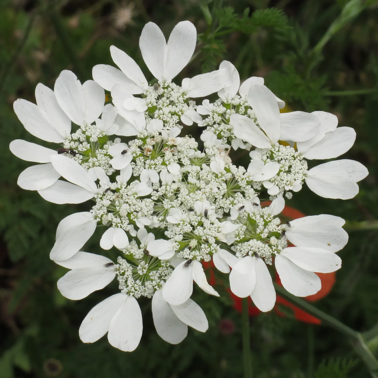 White Lace Flower (Orlaya Grandiflora) — This annual prefers full sun and well-drained soil; aside from occasional watering in drought conditions