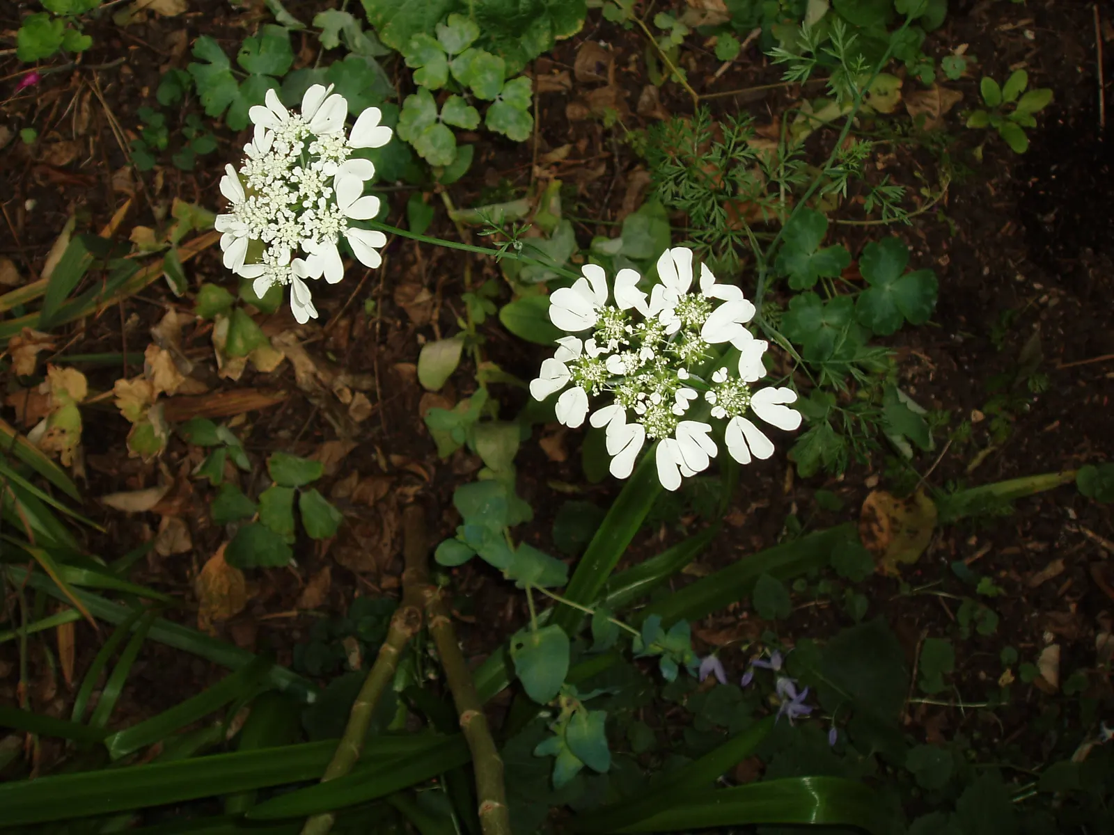 White Lace Flower (Orlaya Grandiflora) — hailing from the Apiaceae family; annual for full or half