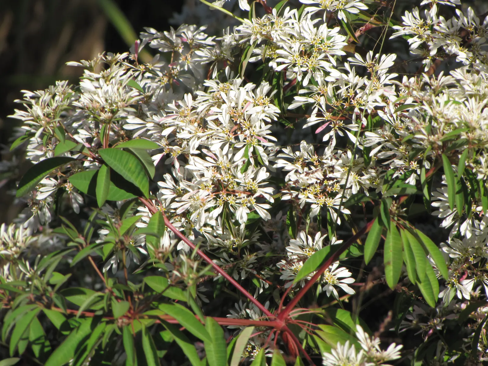 White Lace Flower (Orlaya Grandiflora) — branching stems that typically reach a height of 18 to 24 inches