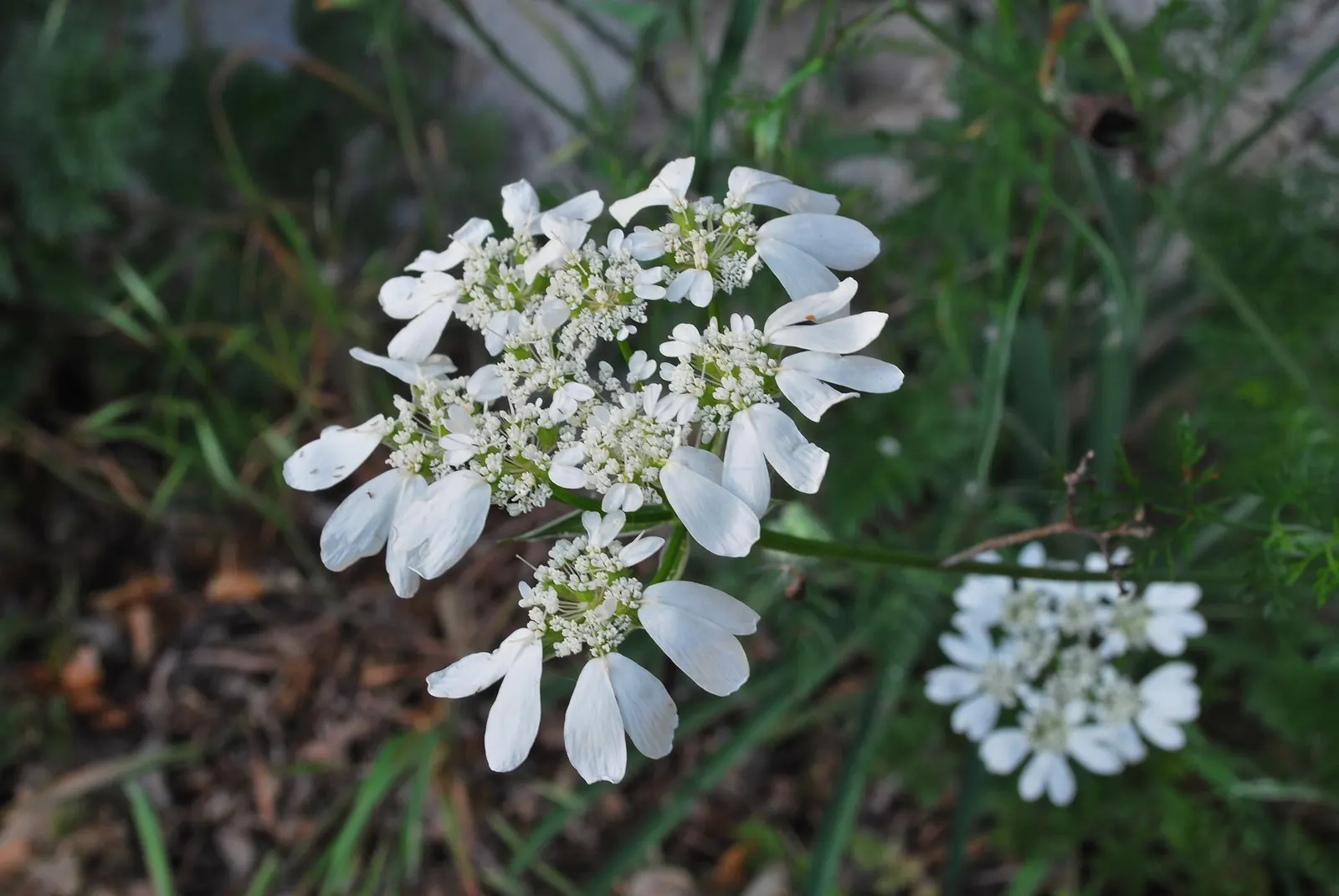 White Lace Flower (Orlaya Grandiflora) — airy texture to the landscape