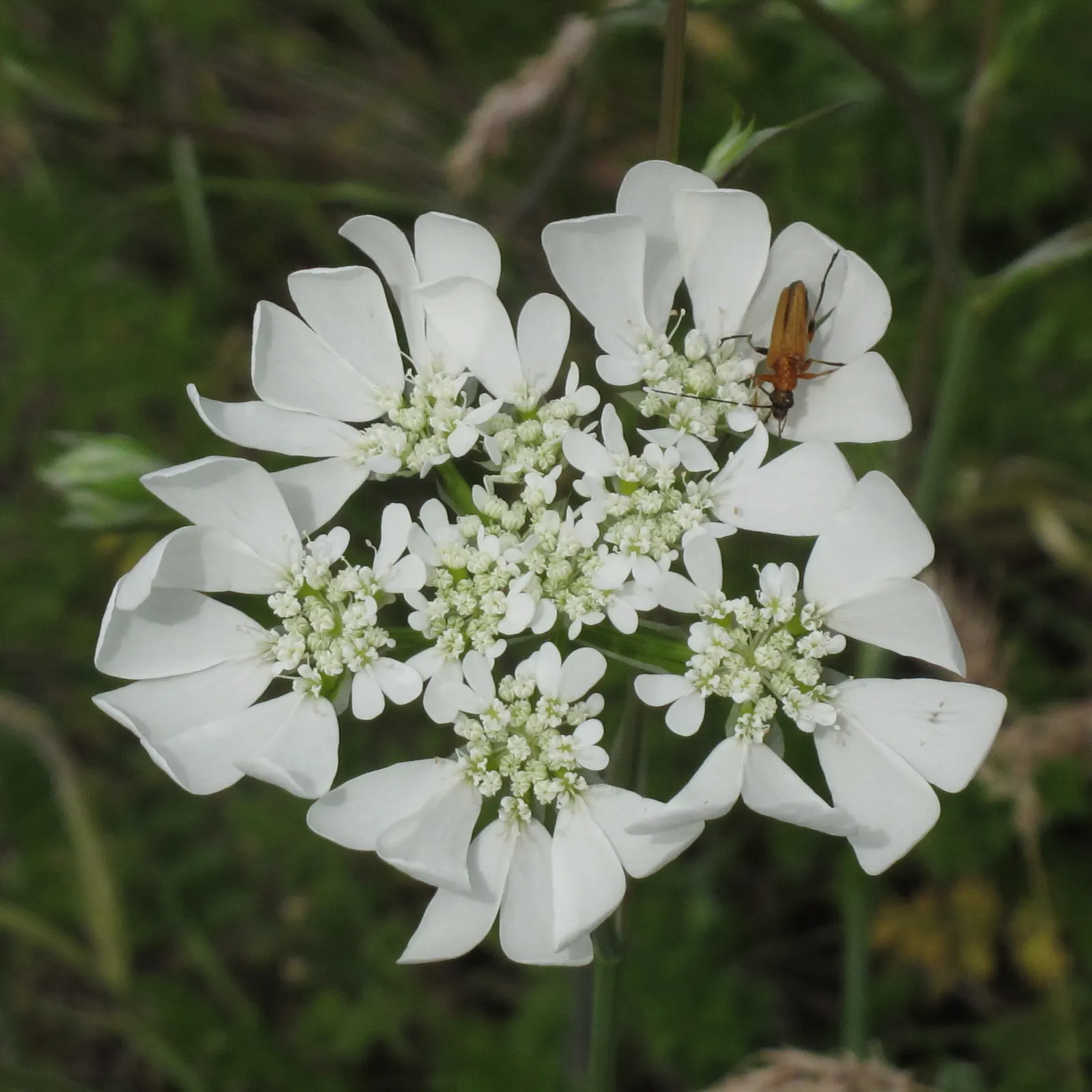 White Lace Flower (Orlaya Grandiflora) — it makes an excellent filler in garden borders and cut flower arrangements; it exhibits a preference for those that