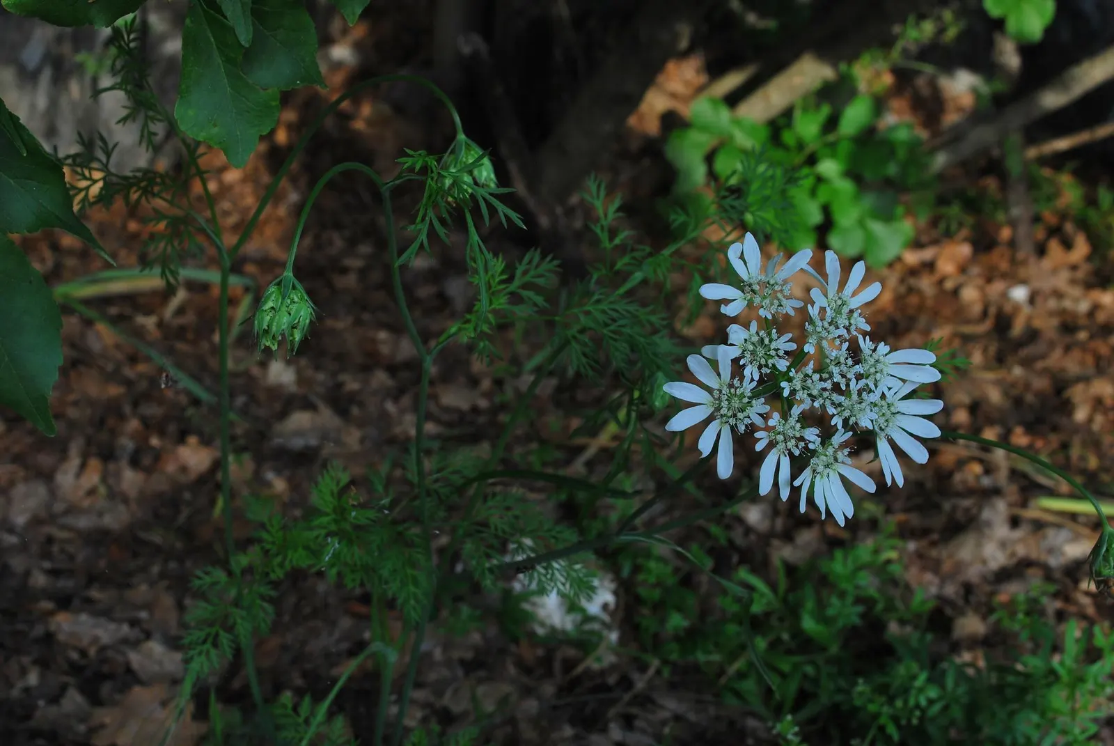 White Lace Flower (Orlaya Grandiflora) — enhancing the tapestry of the garden with its charming; with a spread of roughly 9 to 12 inches.<br><br>Adapted for