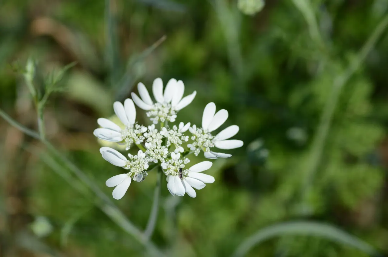 White Lace Flower (Orlaya Grandiflora) — This annual prefers full sun and well-drained soil