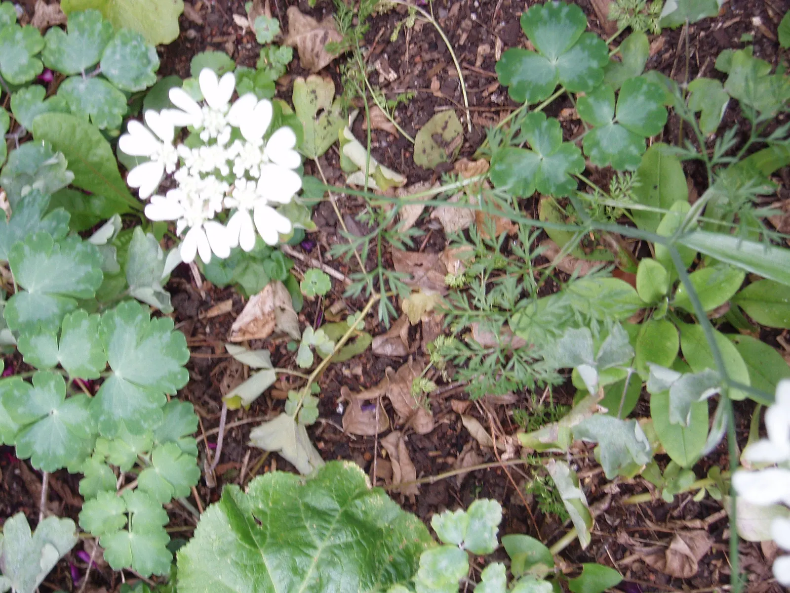 White Lace Flower (Orlaya Grandiflora) — is an elegant and captivating annual; incorporating Orlaya grandiflora provides both an aesthetic appeal, image 68