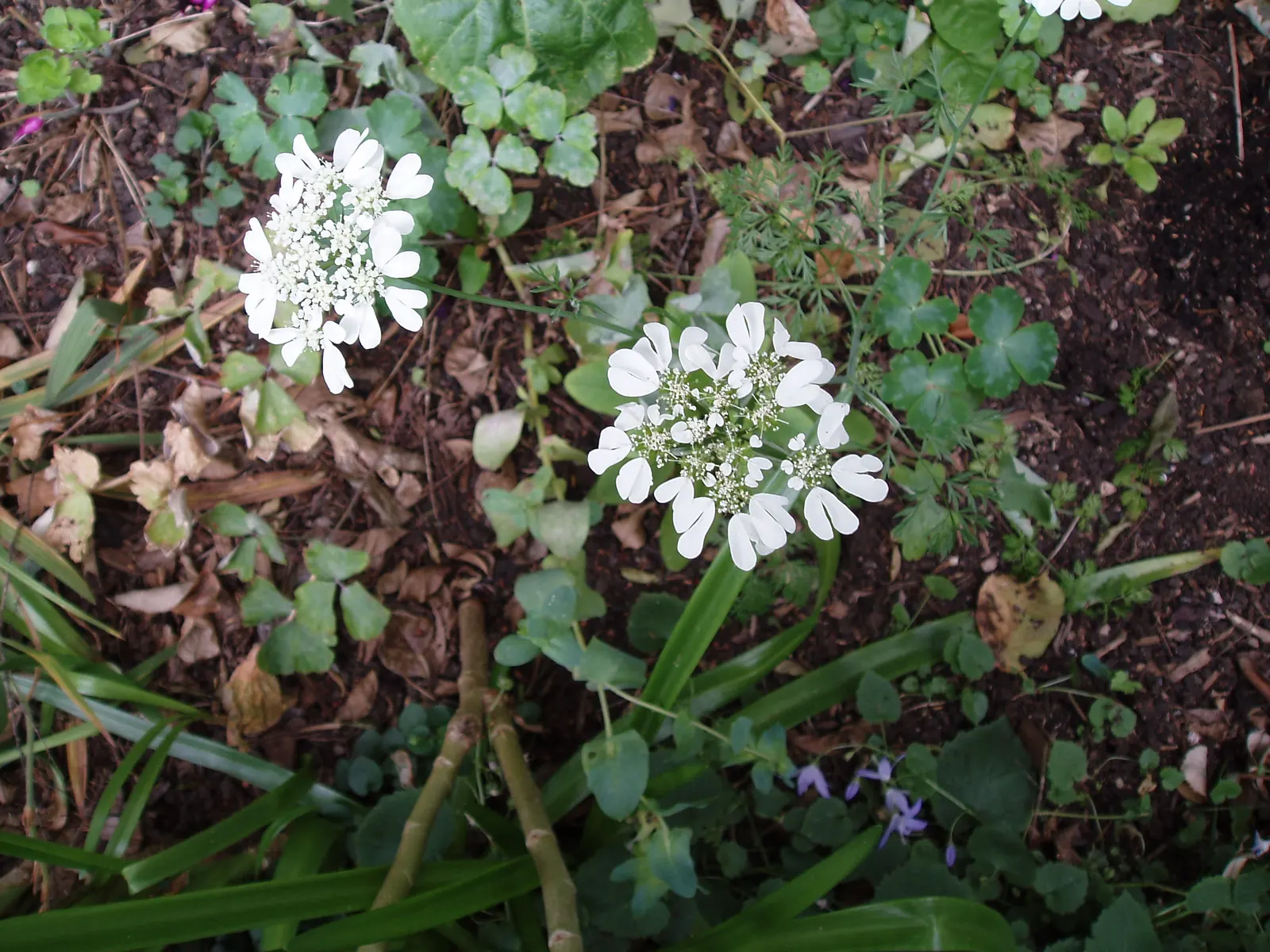 White Lace Flower (Orlaya Grandiflora) — This annual prefers full sun and well-drained soil; aside from occasional watering in drought conditions, image 64