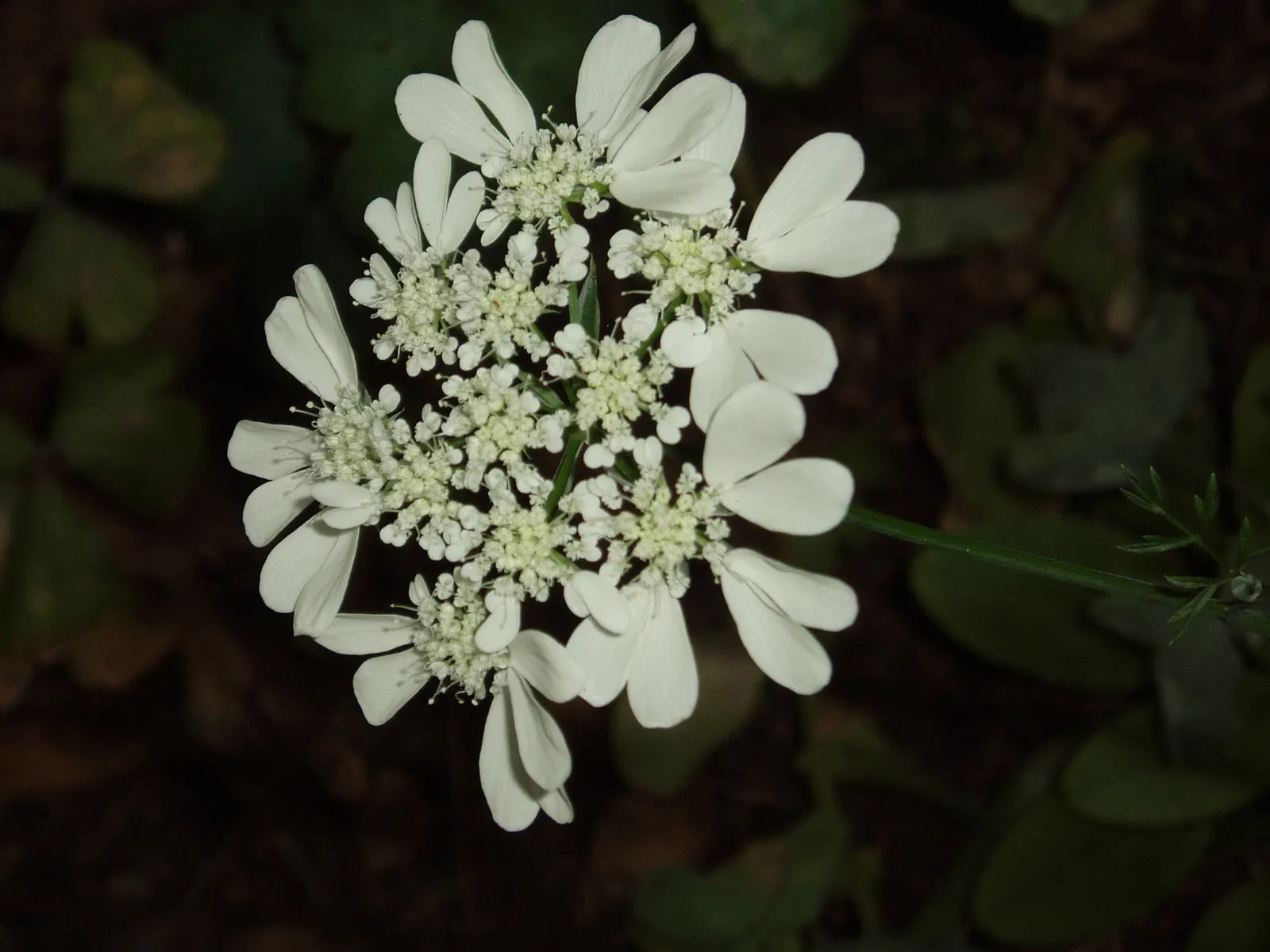 White Lace Flower (Orlaya Grandiflora) — with a spread of roughly 9 to 12 inches.<br><br>Adapted for full sun to partial shade conditions