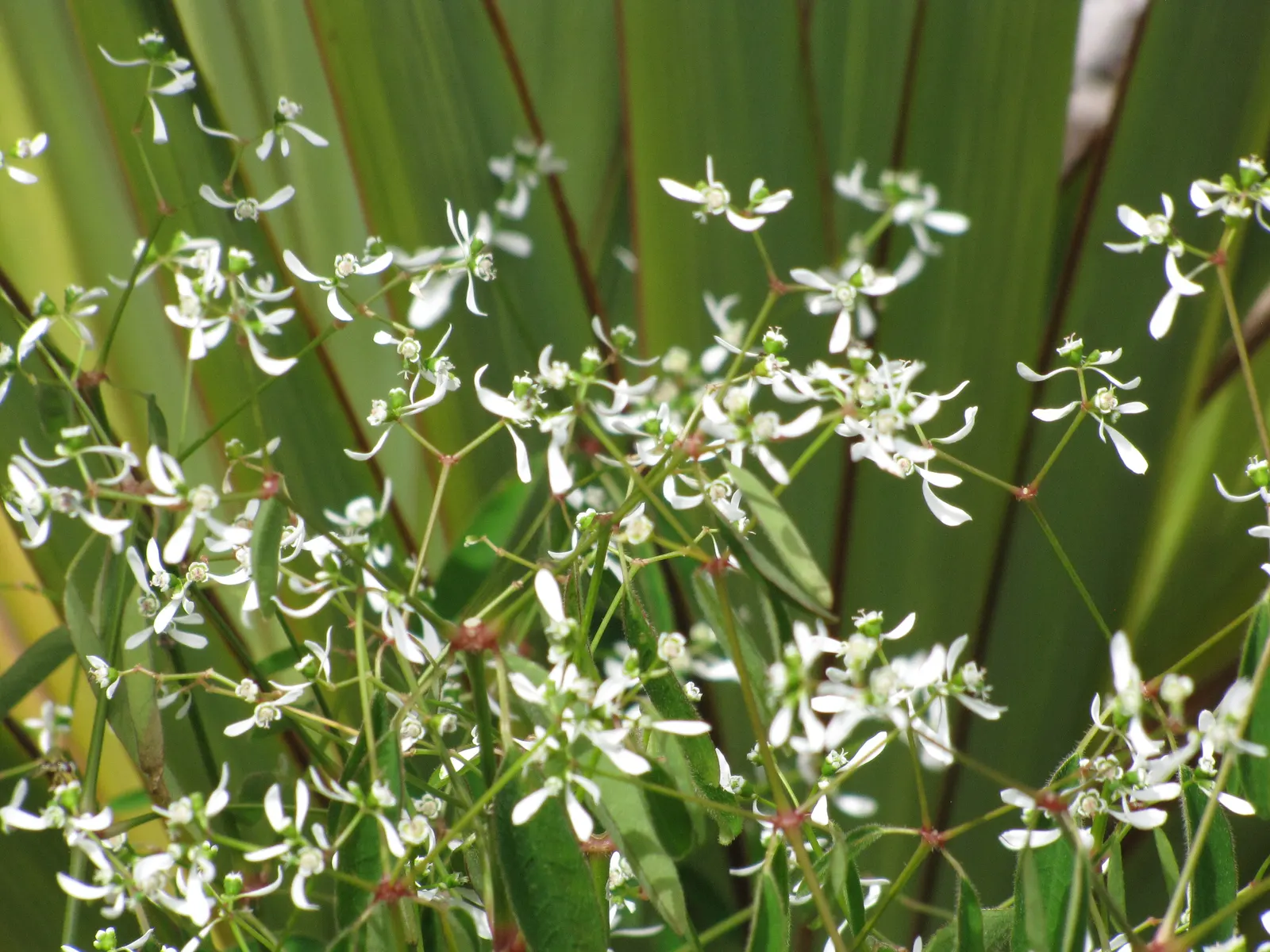 White Lace Flower (Orlaya Grandiflora) — aside from occasional watering in drought conditions