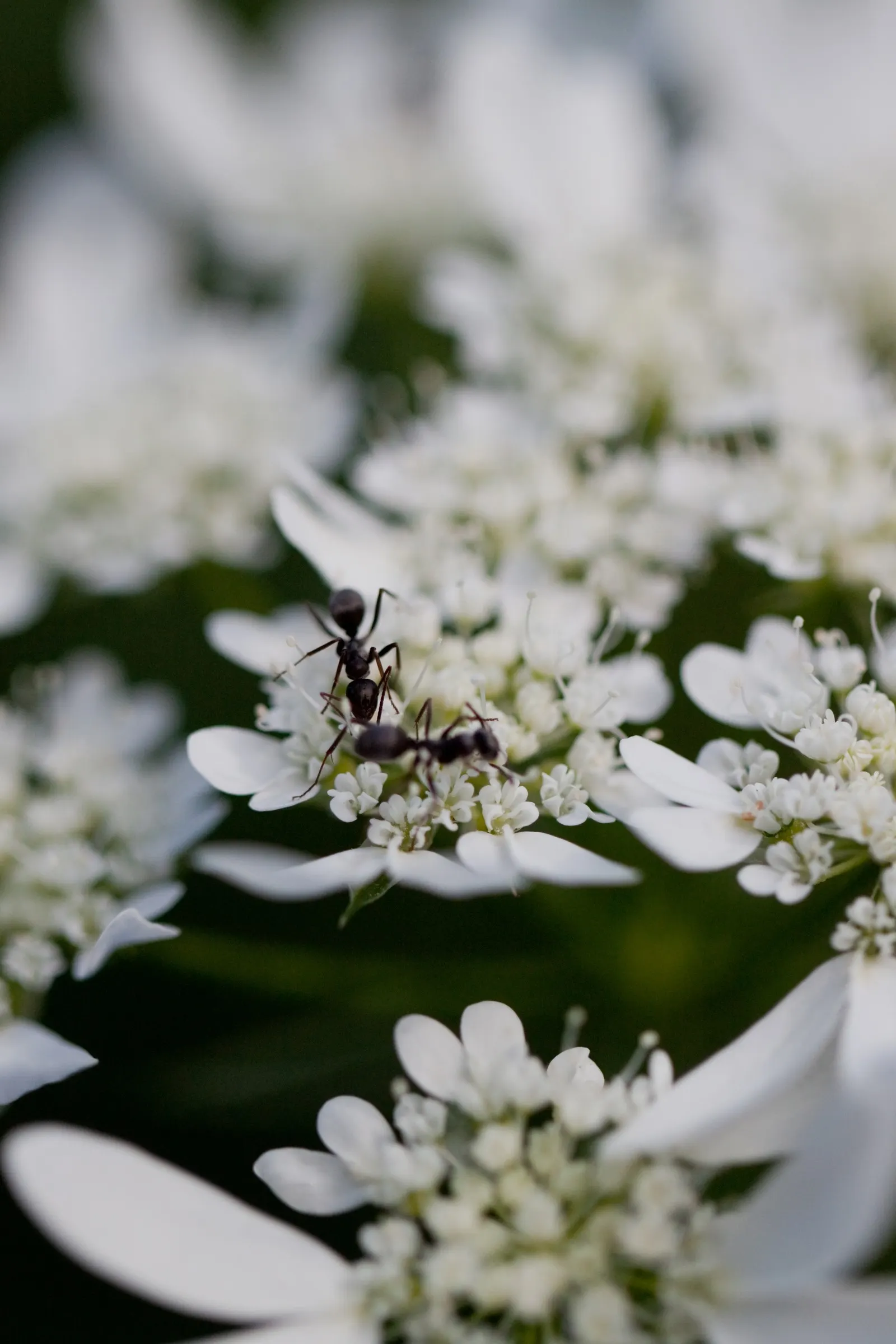White Lace Flower (Orlaya Grandiflora) — but it's also known for its affinity to attract beneficial pollinators such as butterflies and bees