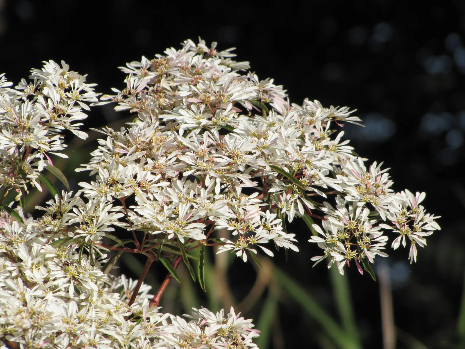 White Lace Flower (Orlaya Grandiflora) — It blooms in late spring to summer