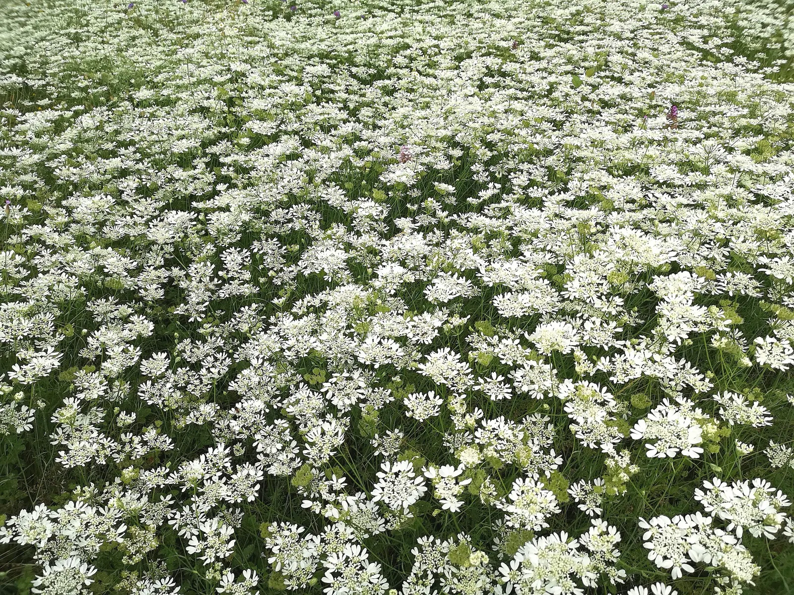 White Lace Flower (Orlaya Grandiflora) — with a spread of roughly 9 to 12 inches.<br><br>Adapted for full sun to partial shade conditions; lacey flowers which