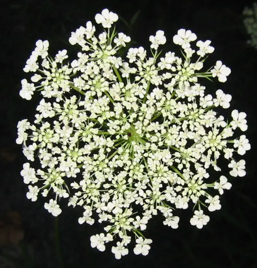White Lace Flower (Orlaya Grandiflora) — the White Lace Flower exhibits superb vase life; enhancing the tapestry of the garden with its charming