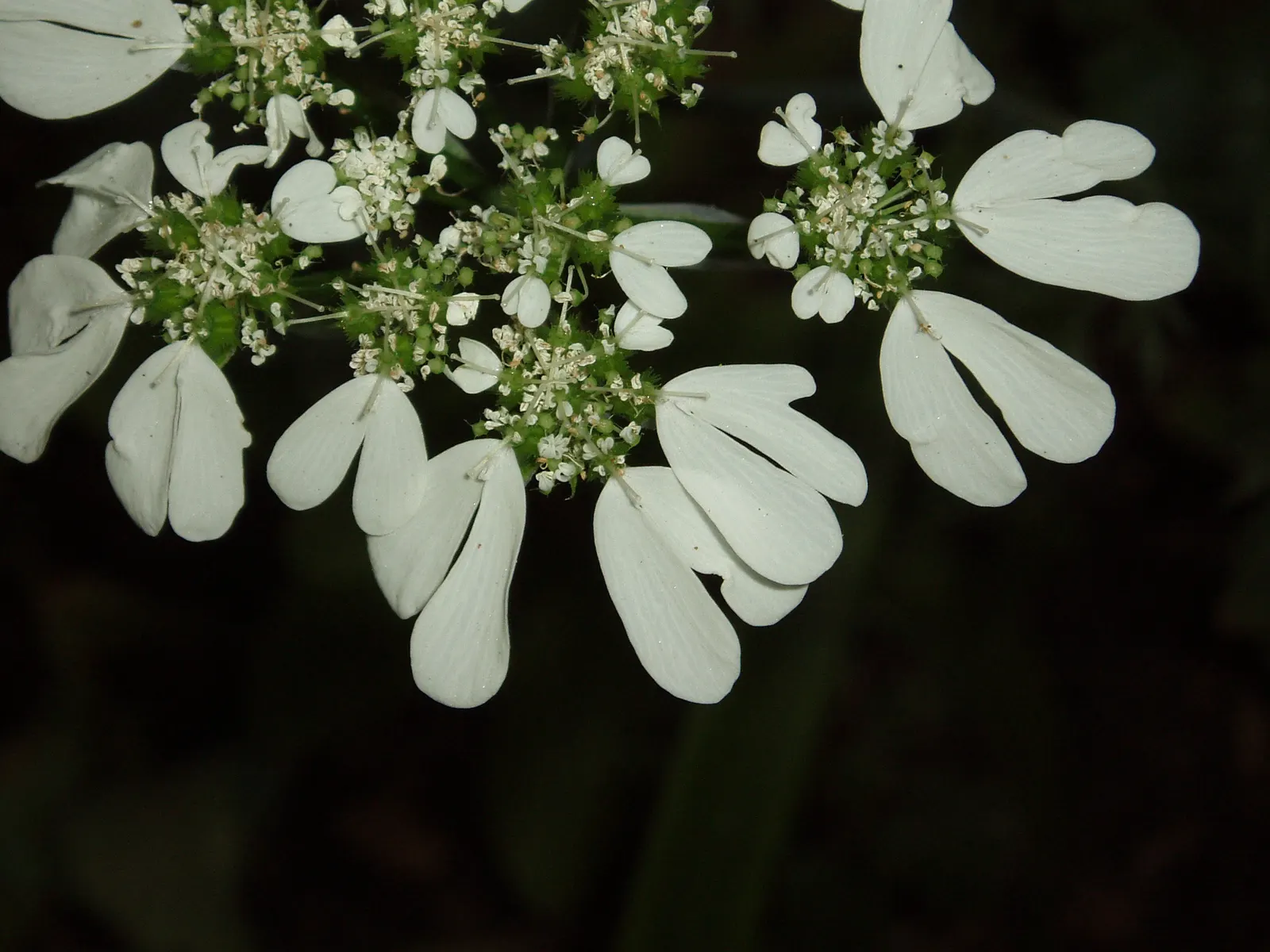 White Lace Flower (Orlaya Grandiflora) — This plant is characterized by its deeply cut