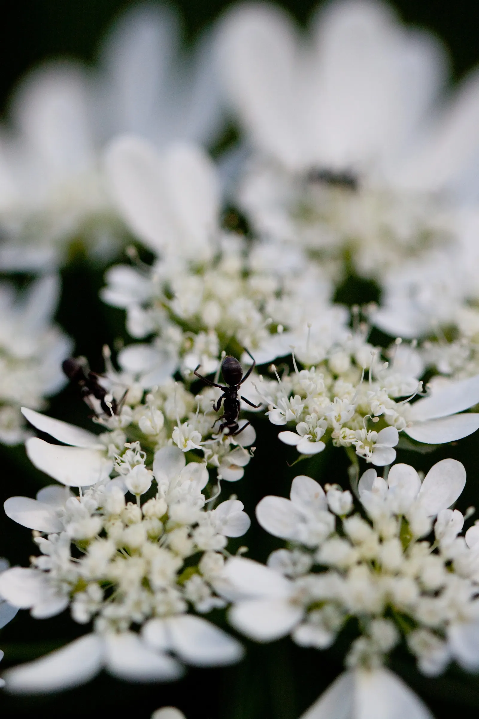 White Lace Flower (Orlaya Grandiflora) — this specimen promises to be a graceful